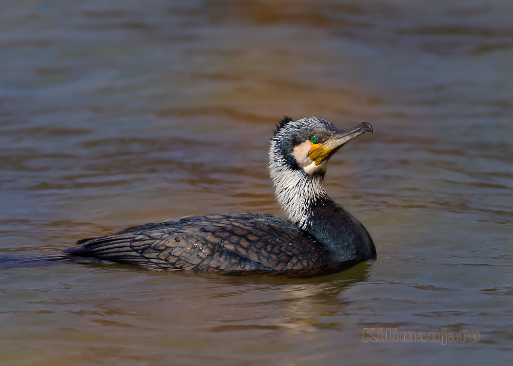 Cormorano al tramonto
