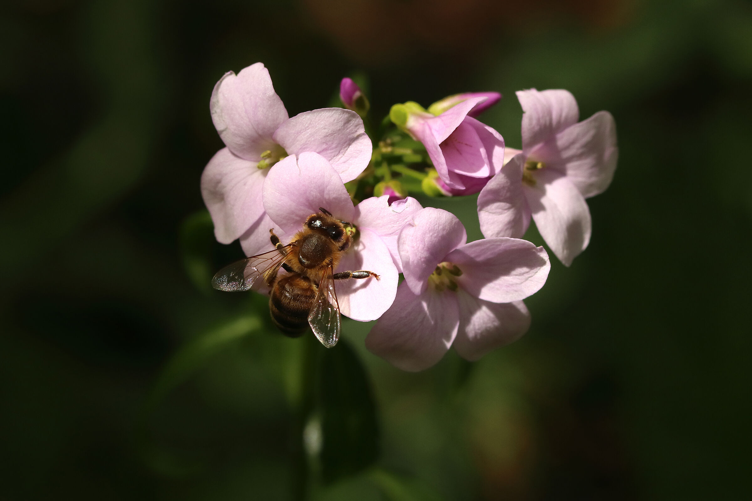 tra un fiore e l'altro