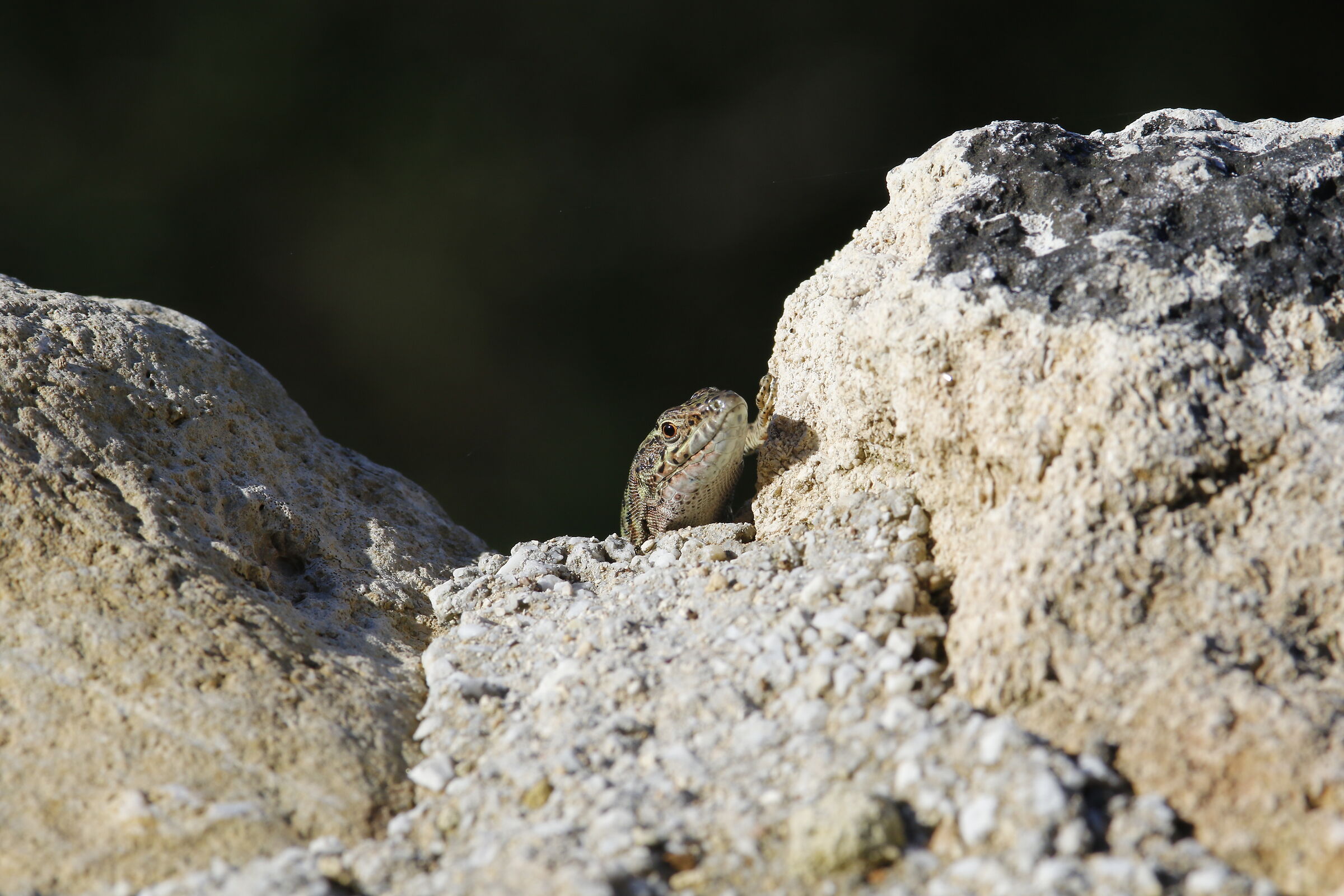" Crop 320 ", Canon 200 F. 2.8 L II USM - 7 D II