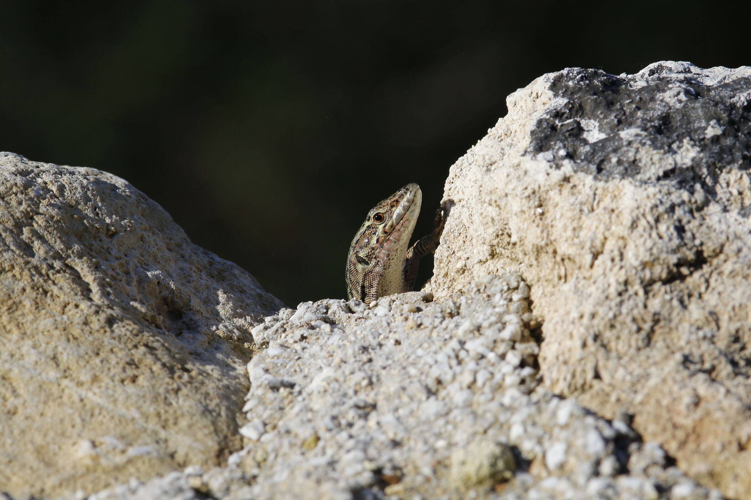 " Crop 3 Cento 20 " Canon 200 F. 2.8 L II- 7 D II