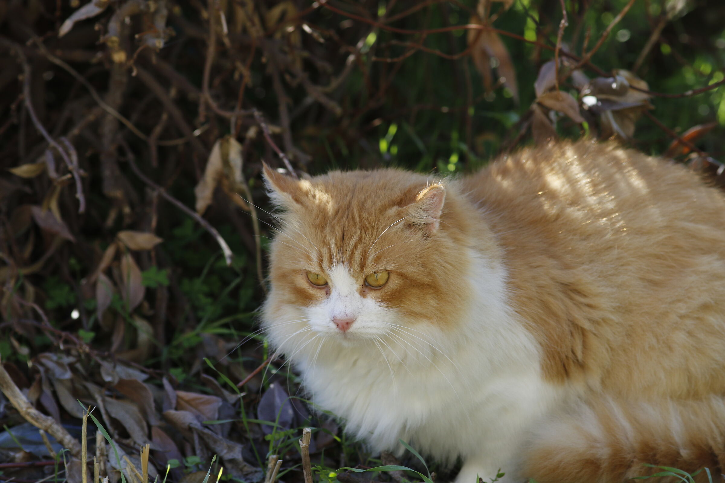 " Crop 320 ", Canon 200 L II usm, 7 D II