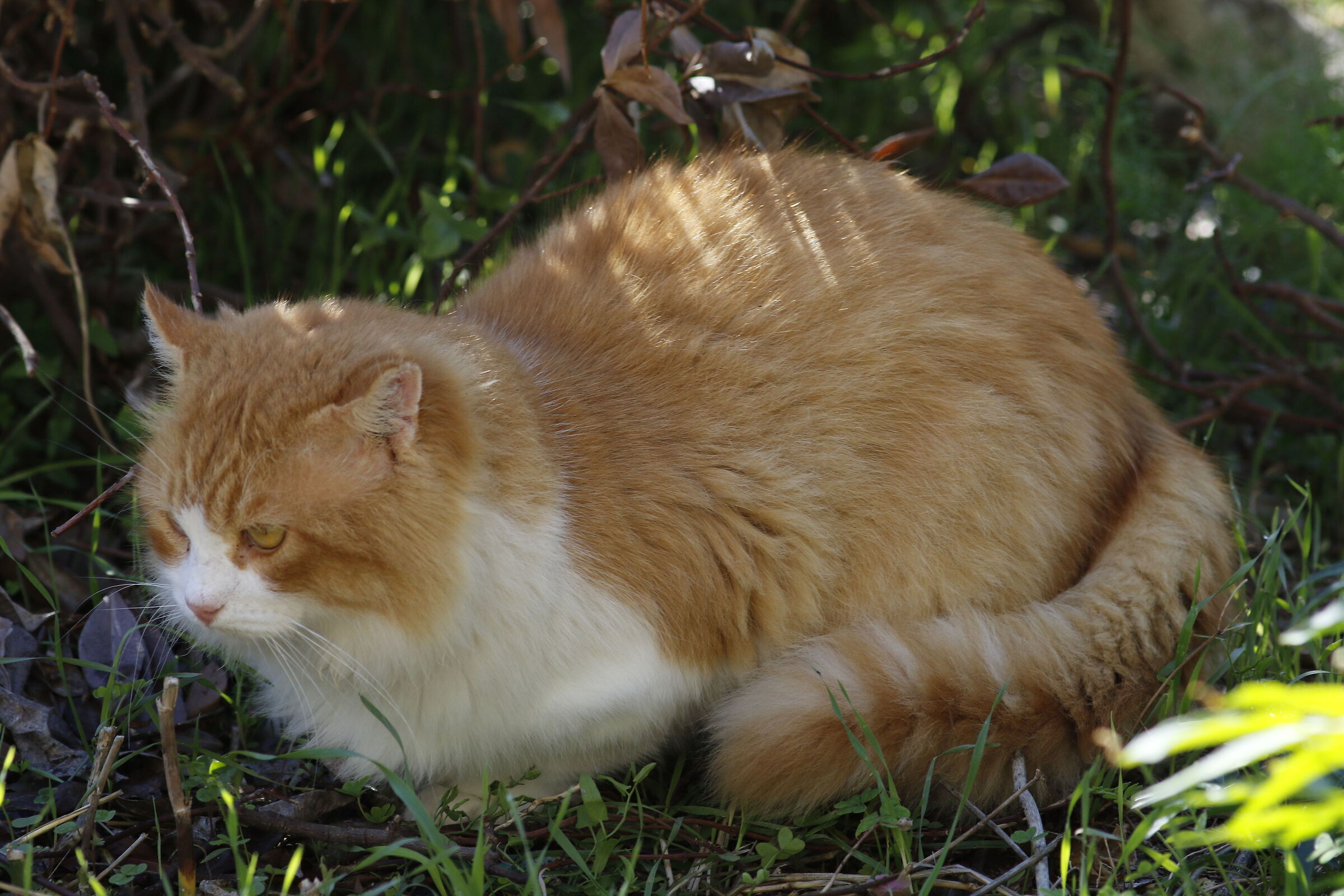 " Crop 320 ", Canon 200 F. 2.8 L II usm, 7 D II