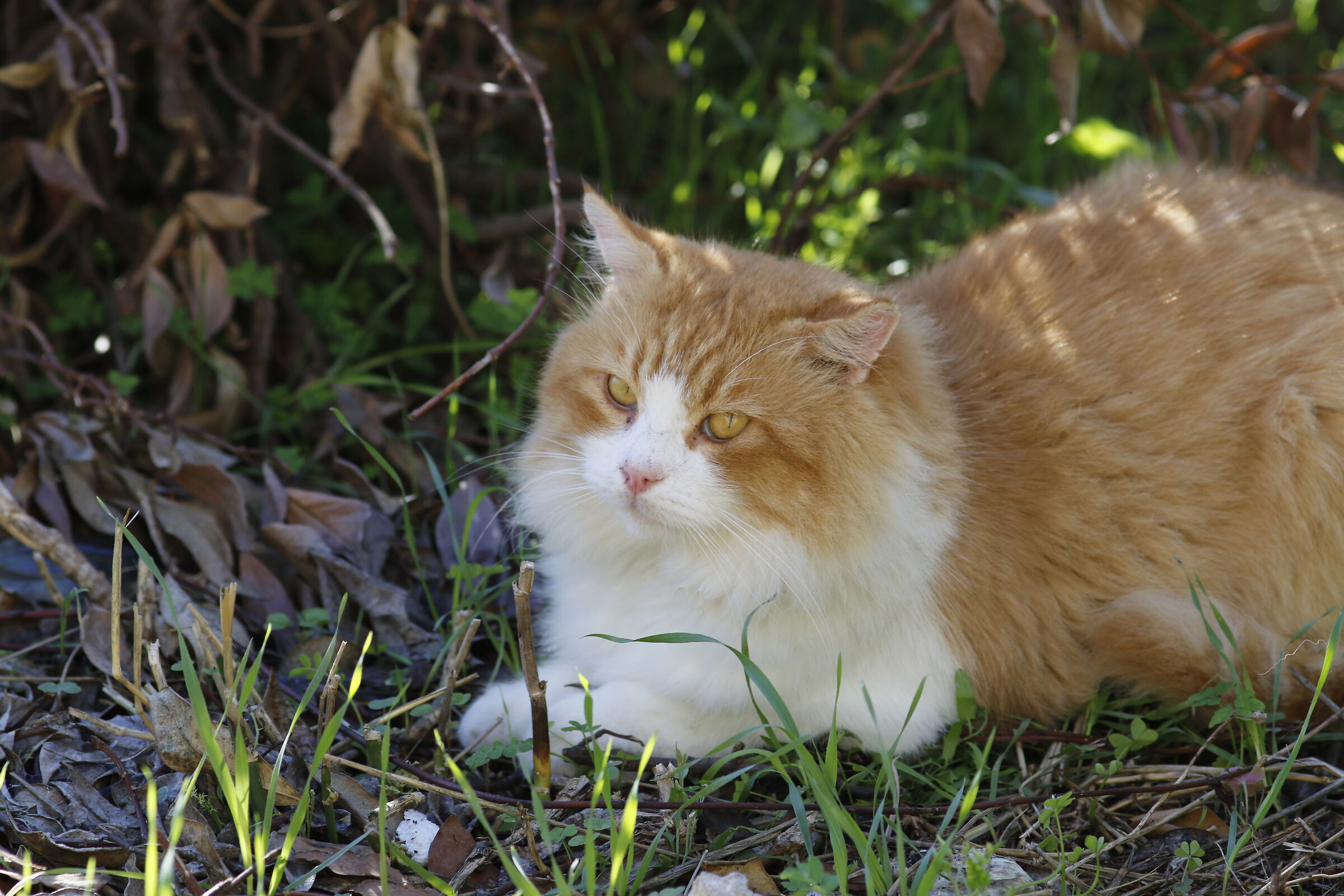 " Crop 320 " Canon 200 F. 2.8 L II usm, 7 D II