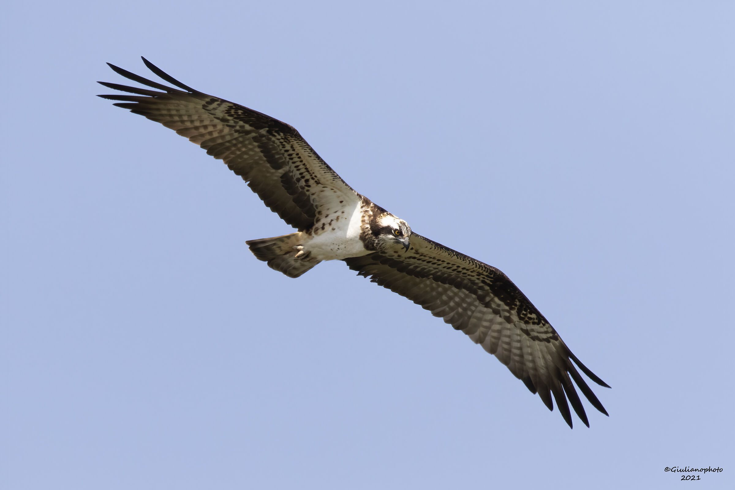 Falco pescatore