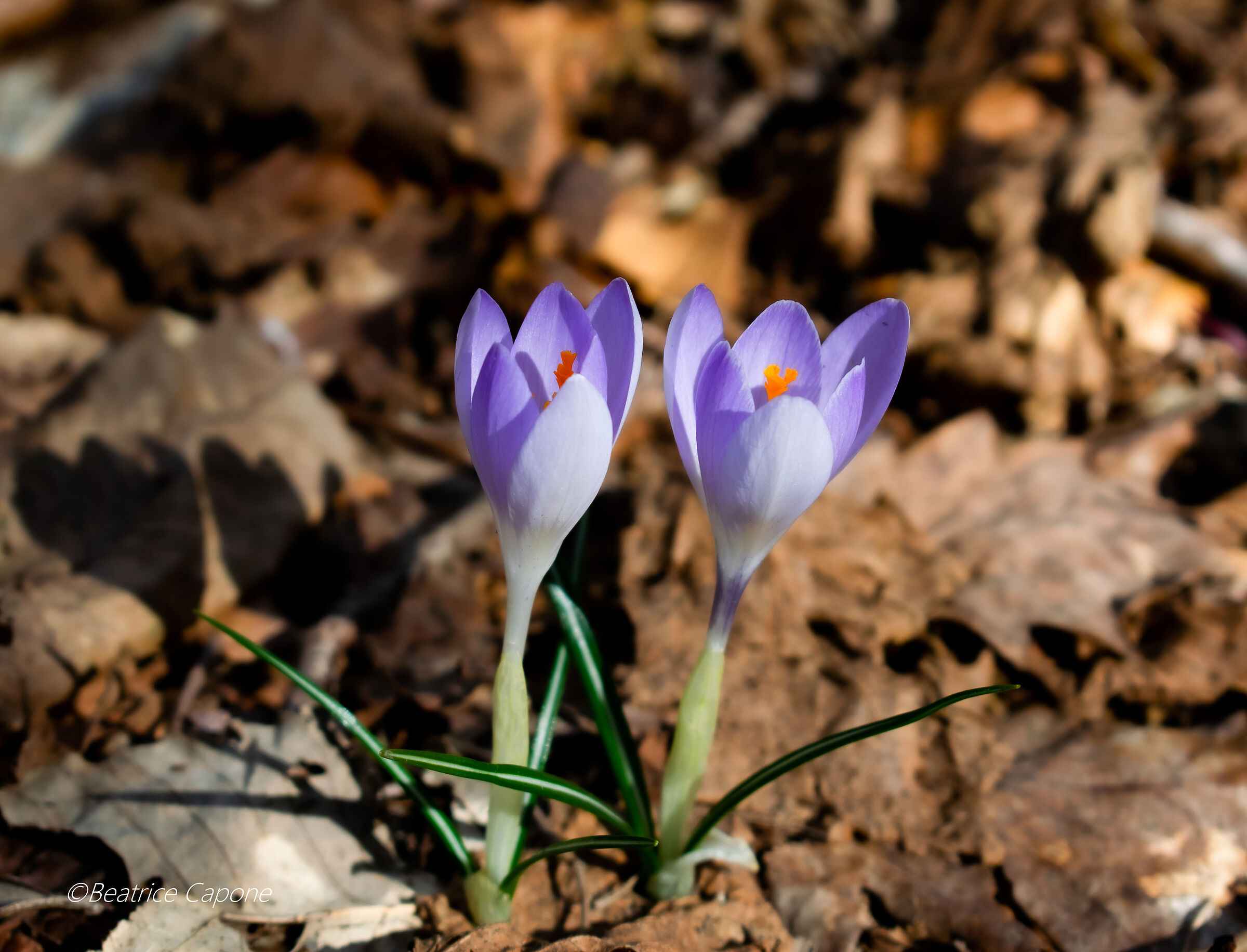 here.... tick off spring (Crocchi)