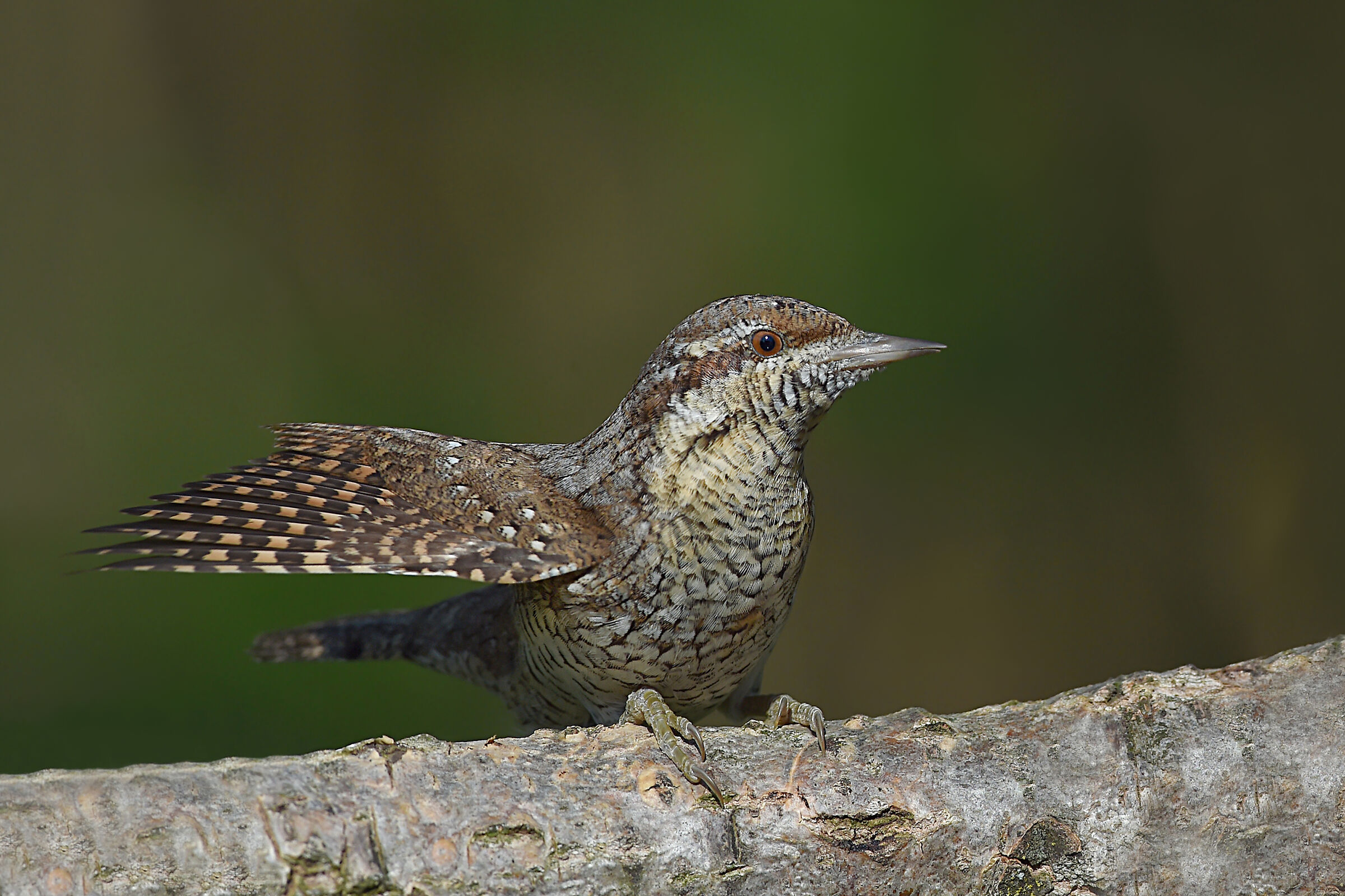 Storie di piume  10  (Torcicollo)