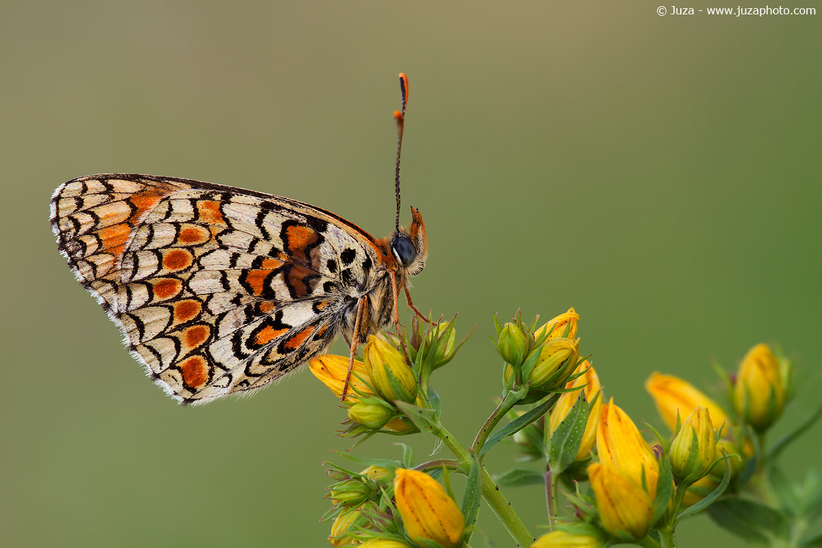 Melitaea phoebe, 012199