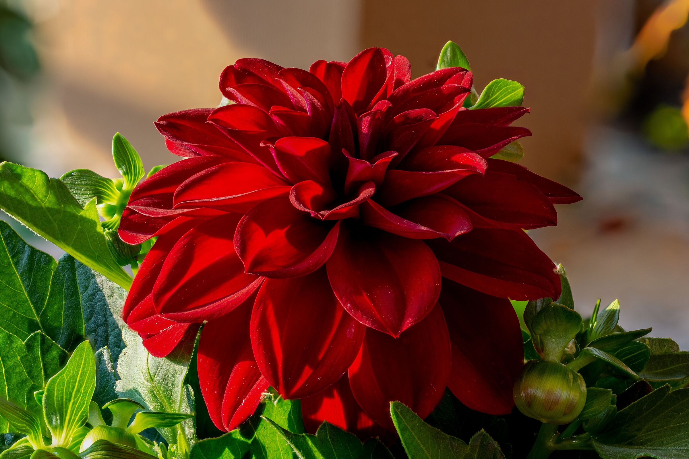 Red Dalia flower