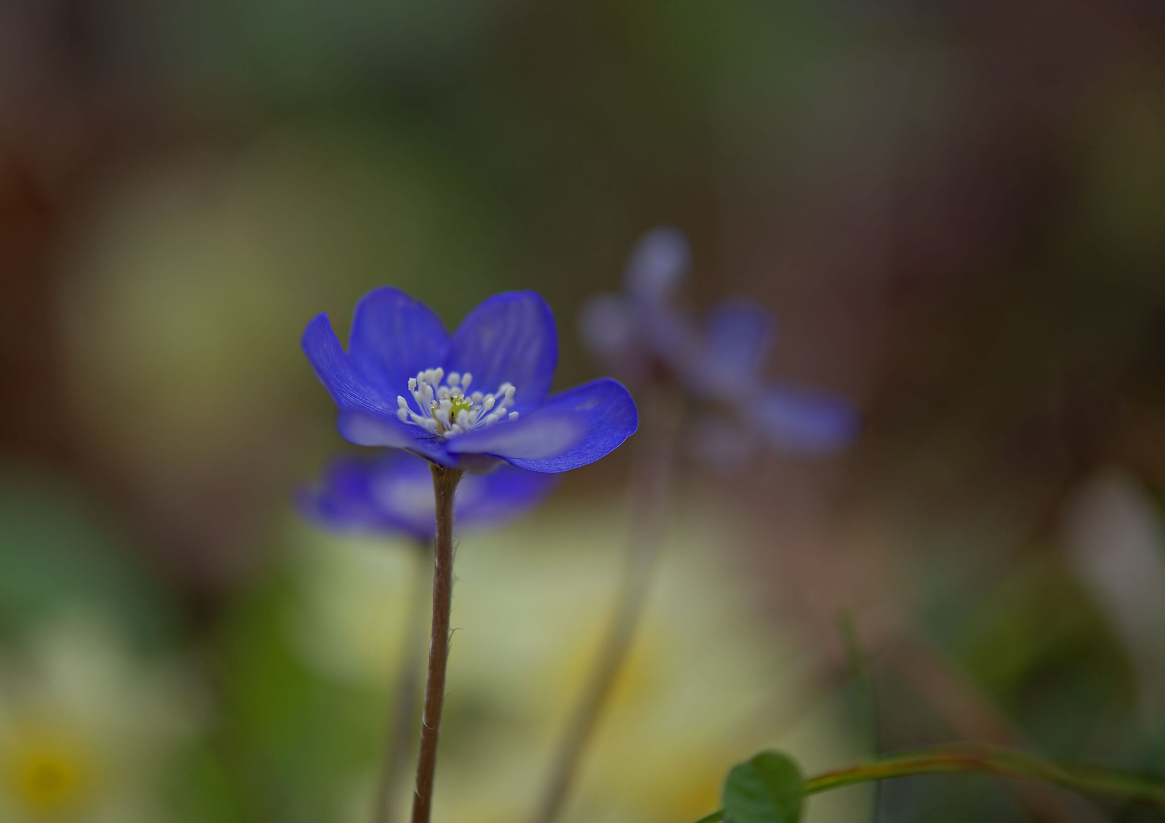 Hepatics