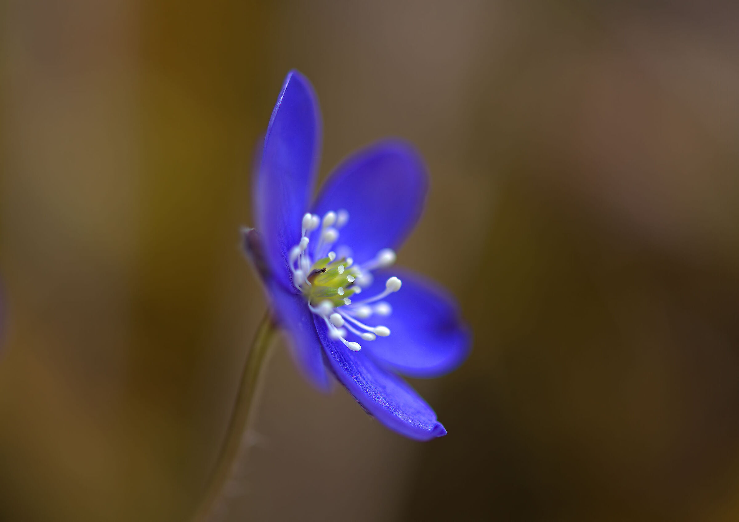Hepatics
