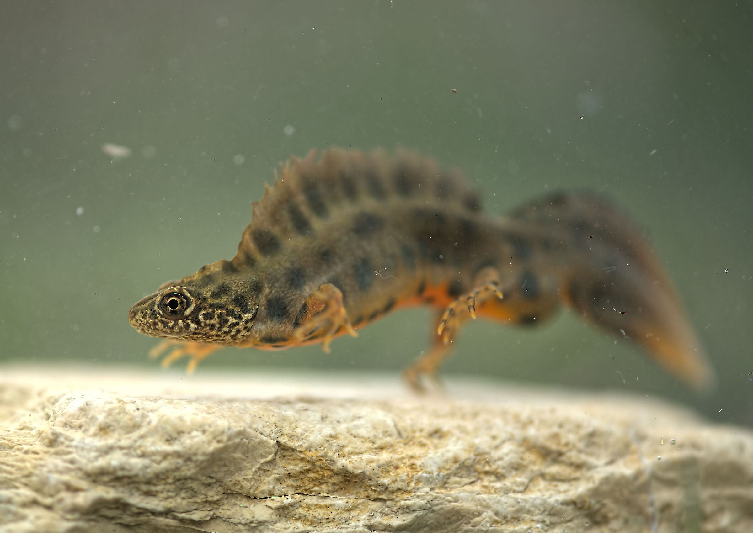 Tritone crestato Maschio