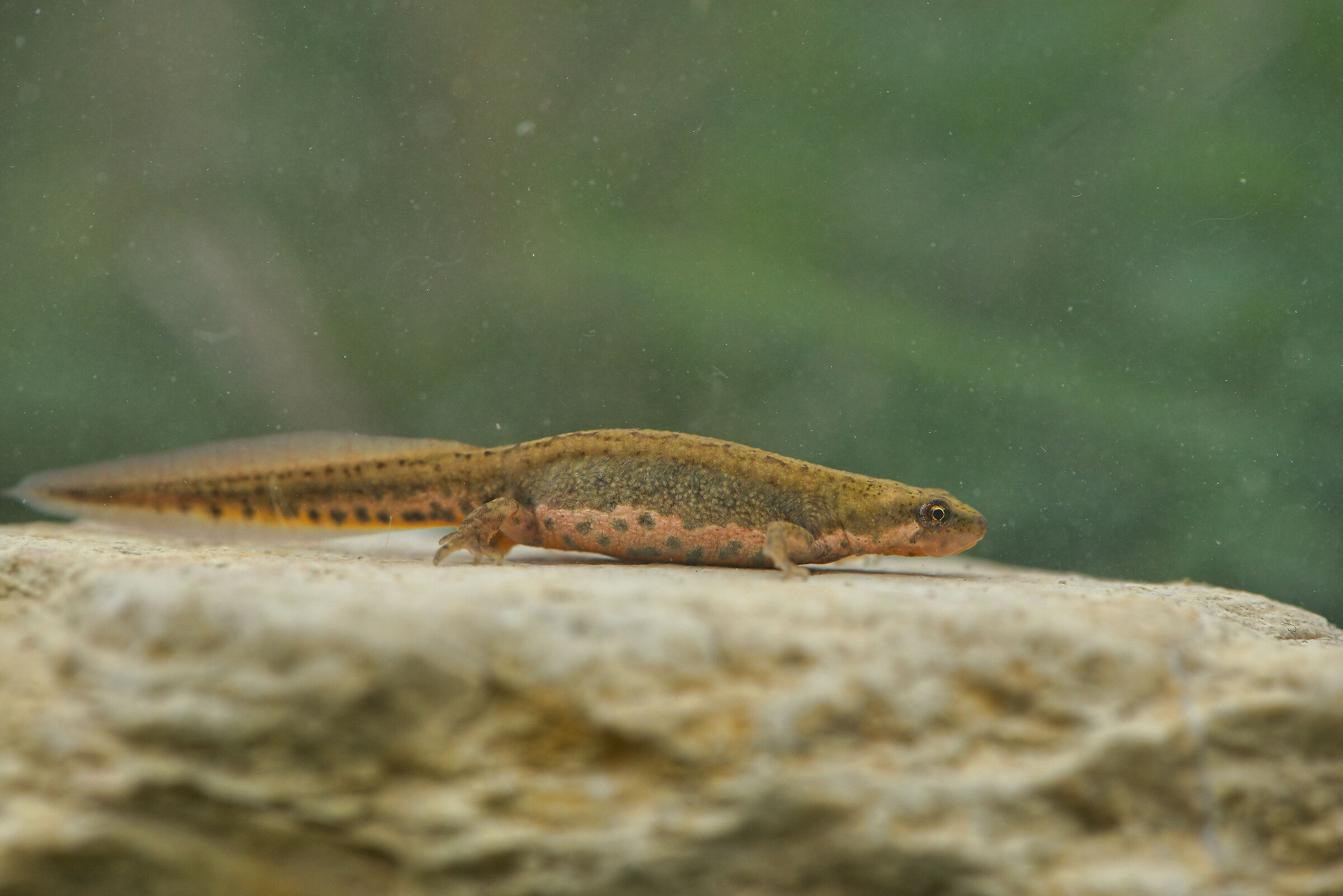 Tritone italiano femmina