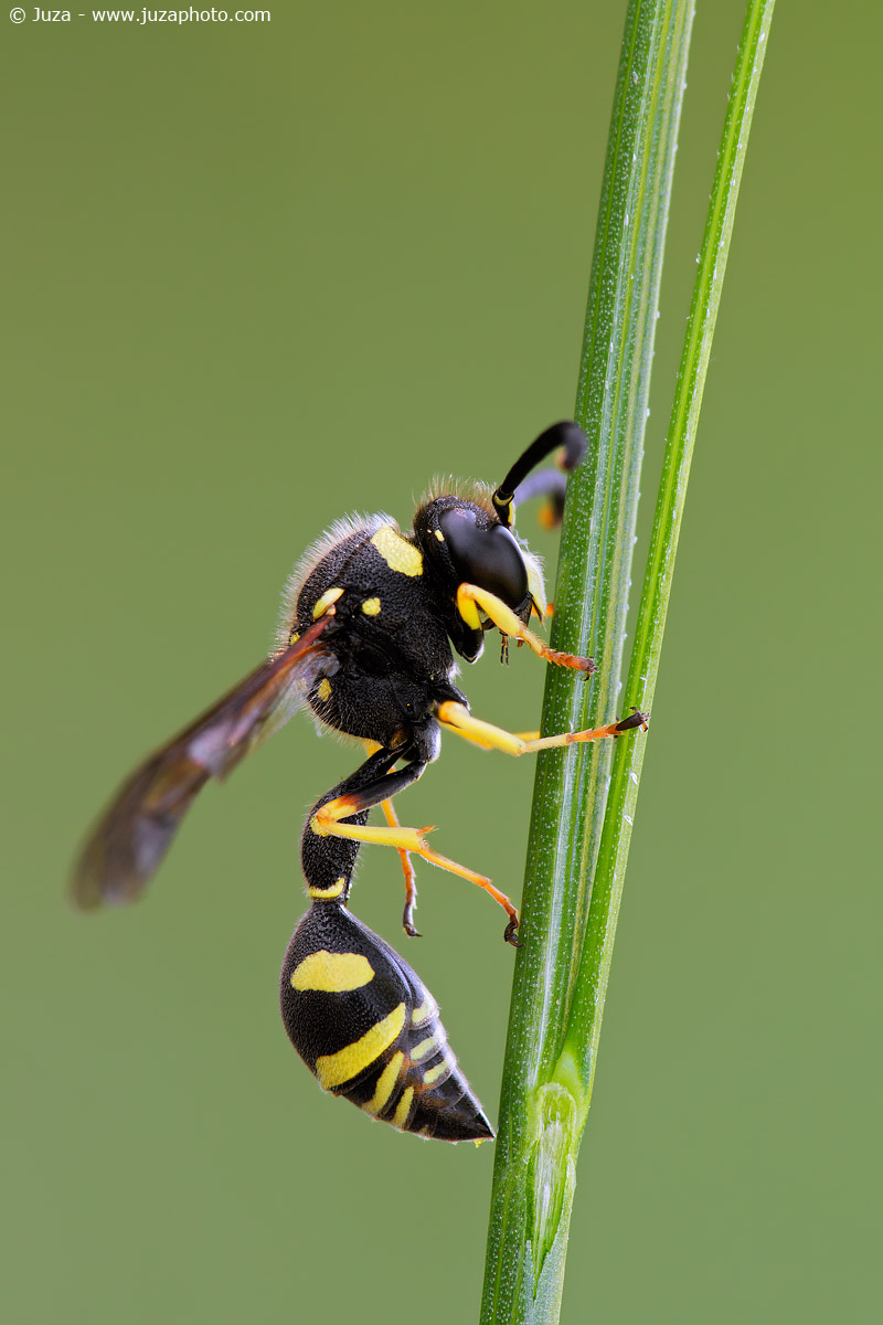 Eumenes pedunculatus, 012200