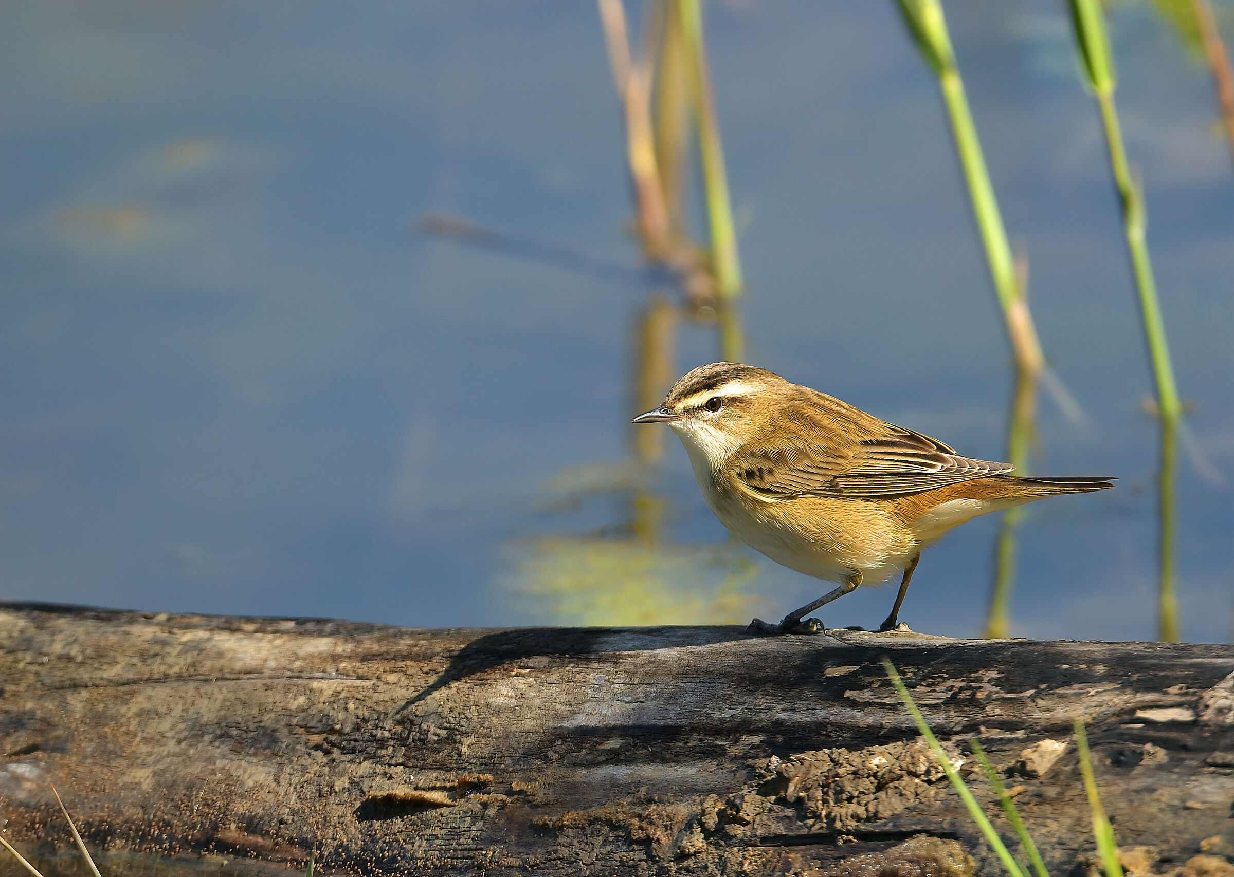 Common forapaglia