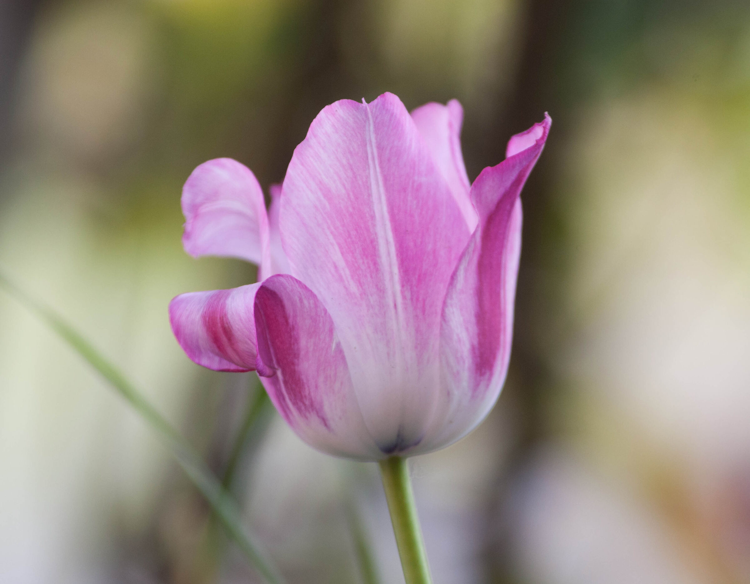 I fiori che piacciono alle donne.