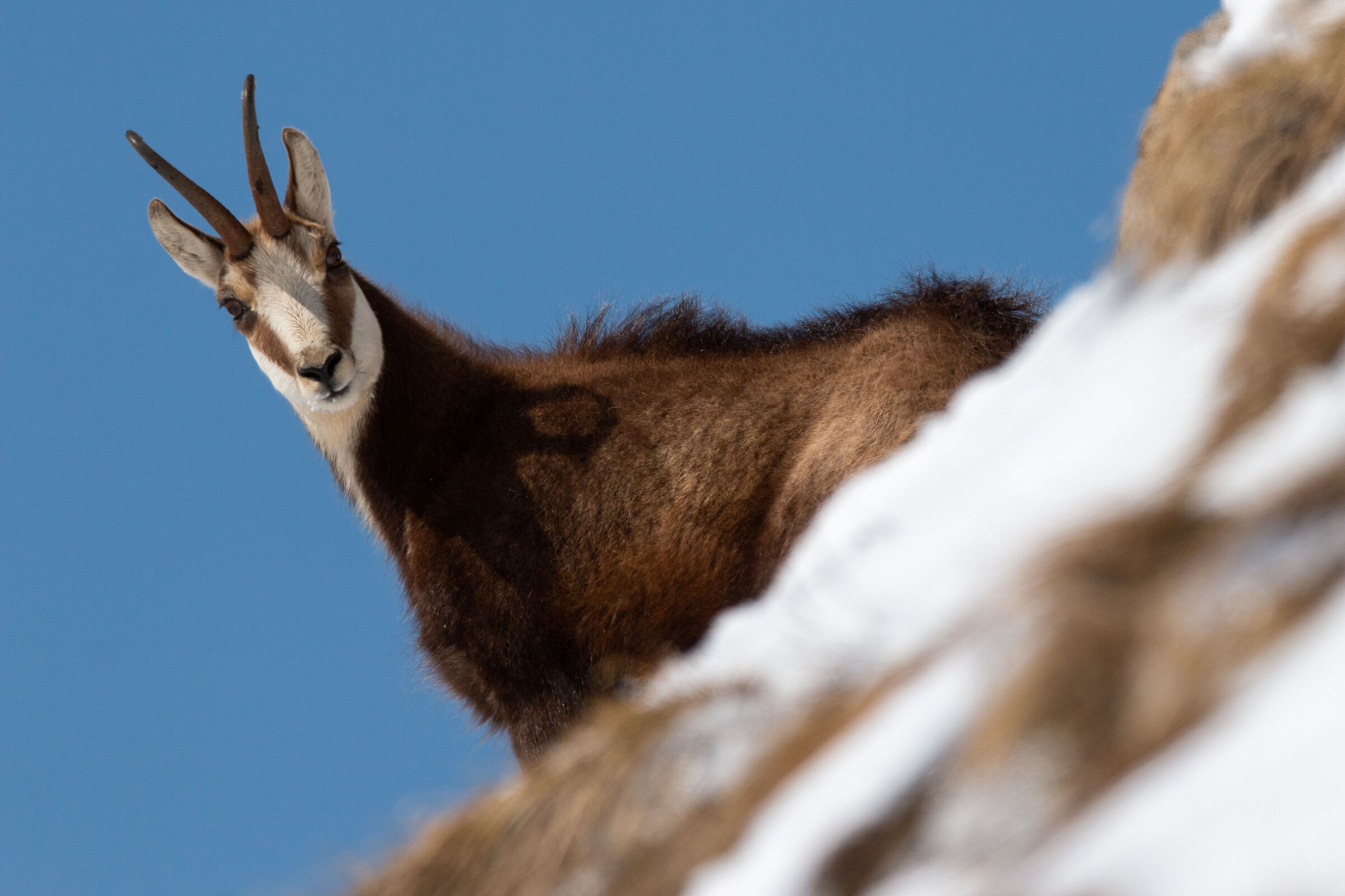 chamois