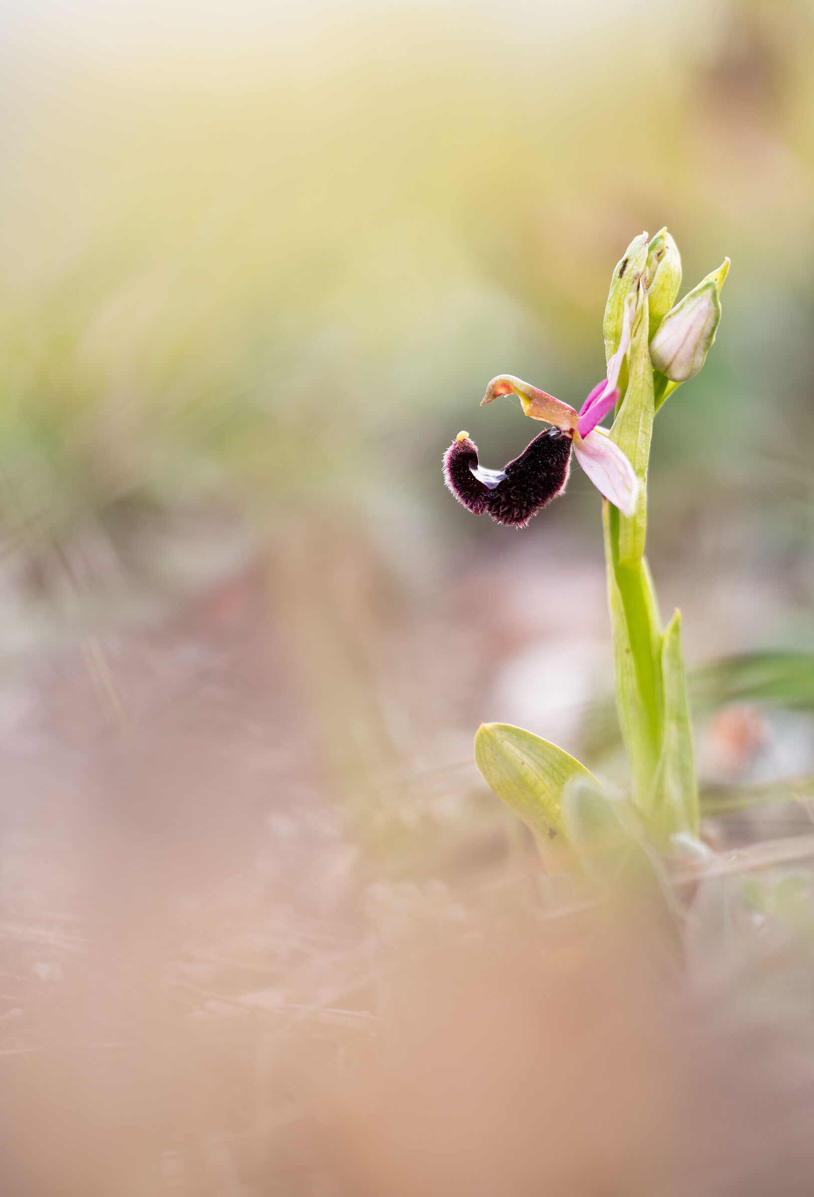 Ophrys Bertolonii (Uccellino che si specchia)