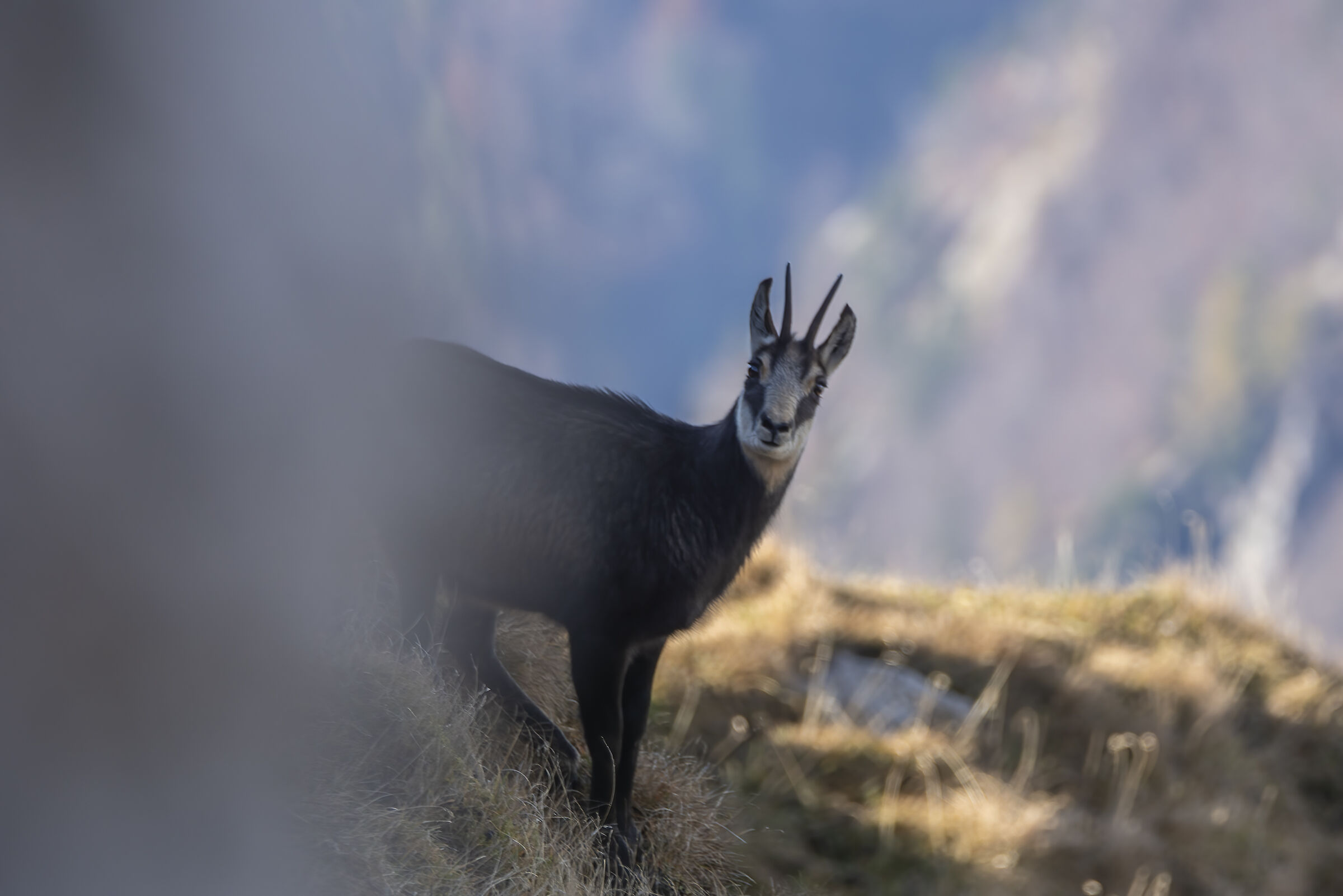 Camoscio vedo non ti vedo