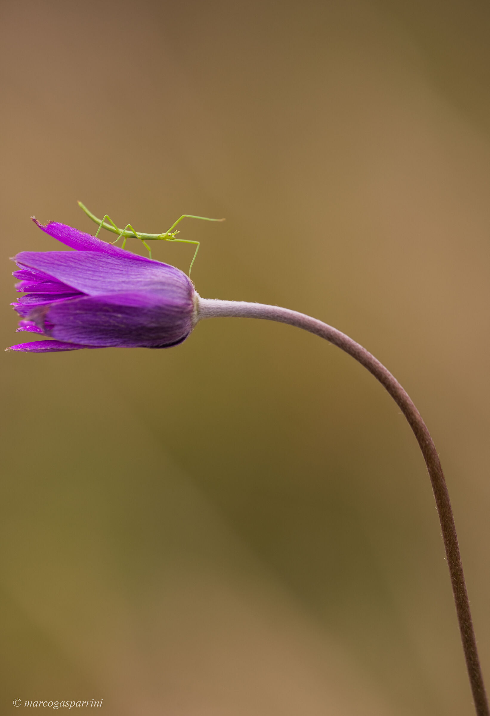 Insetto Stecco su Anemone
