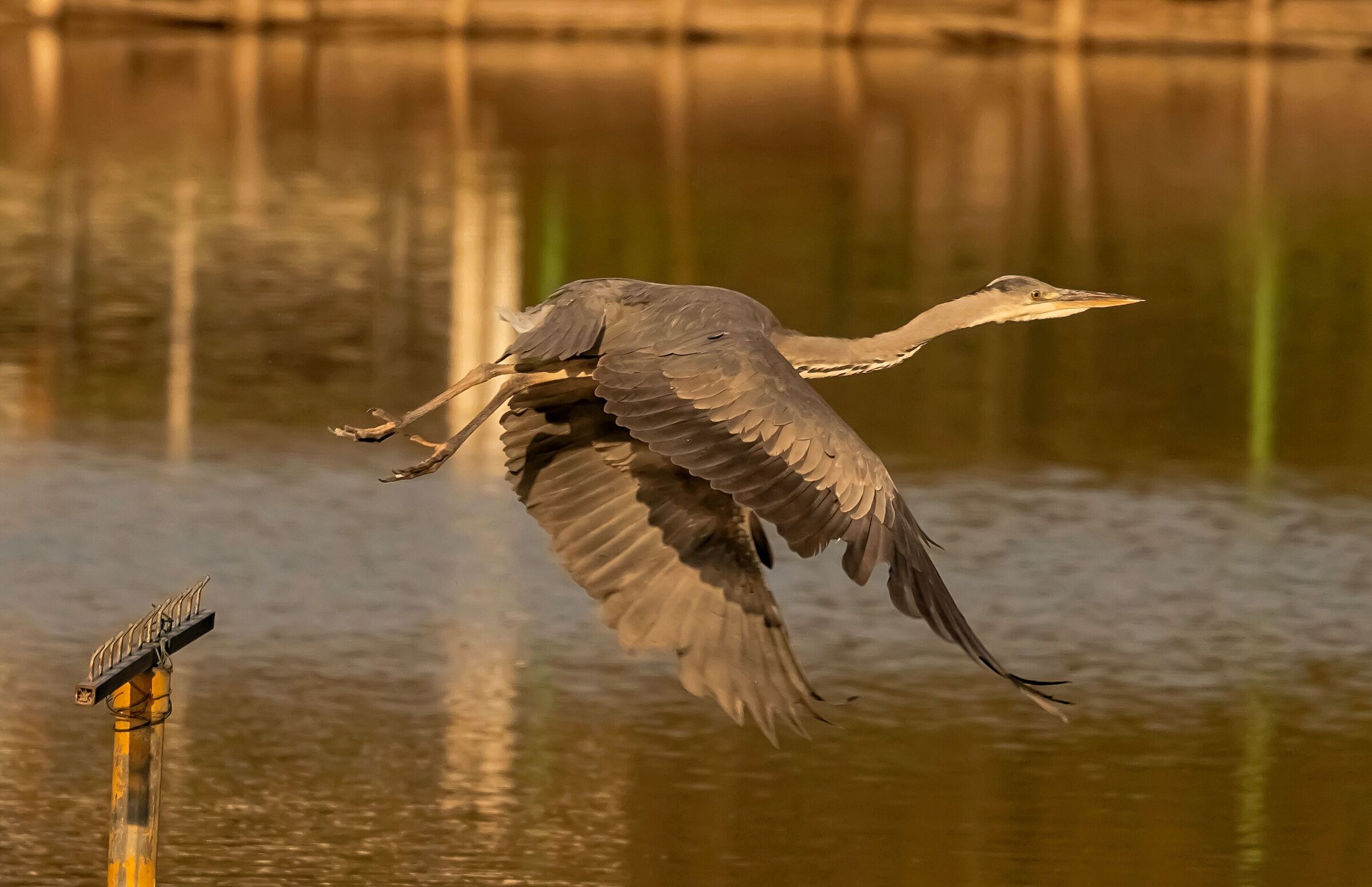Airone Cenerino in partenza dal suo appiglio 14/04/2021