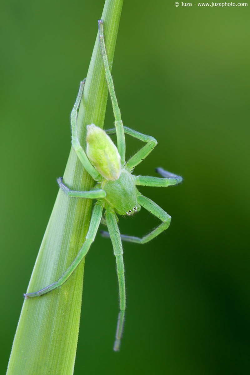Micrommata virescens, 012204