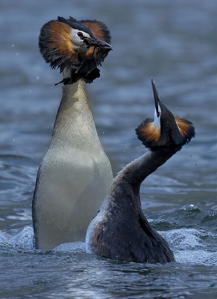 corteggiamento tra svassi maggiori