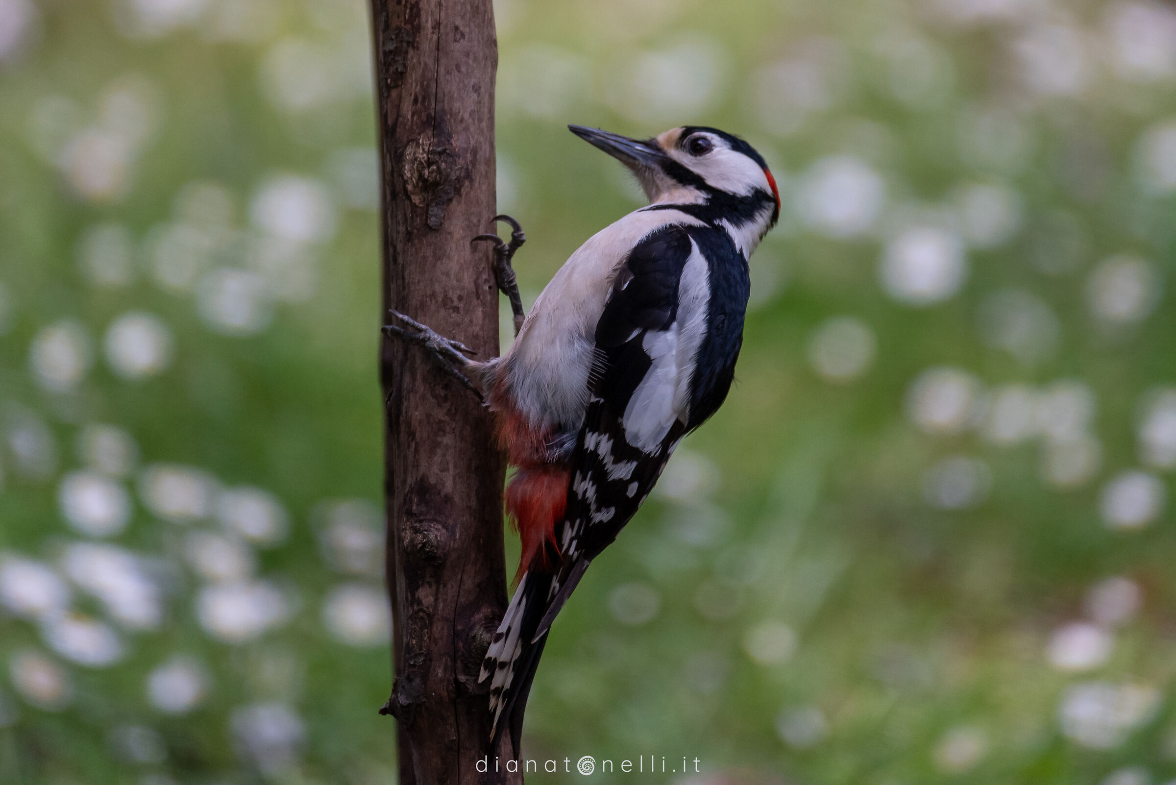 Picchio rosso maggiore maschio