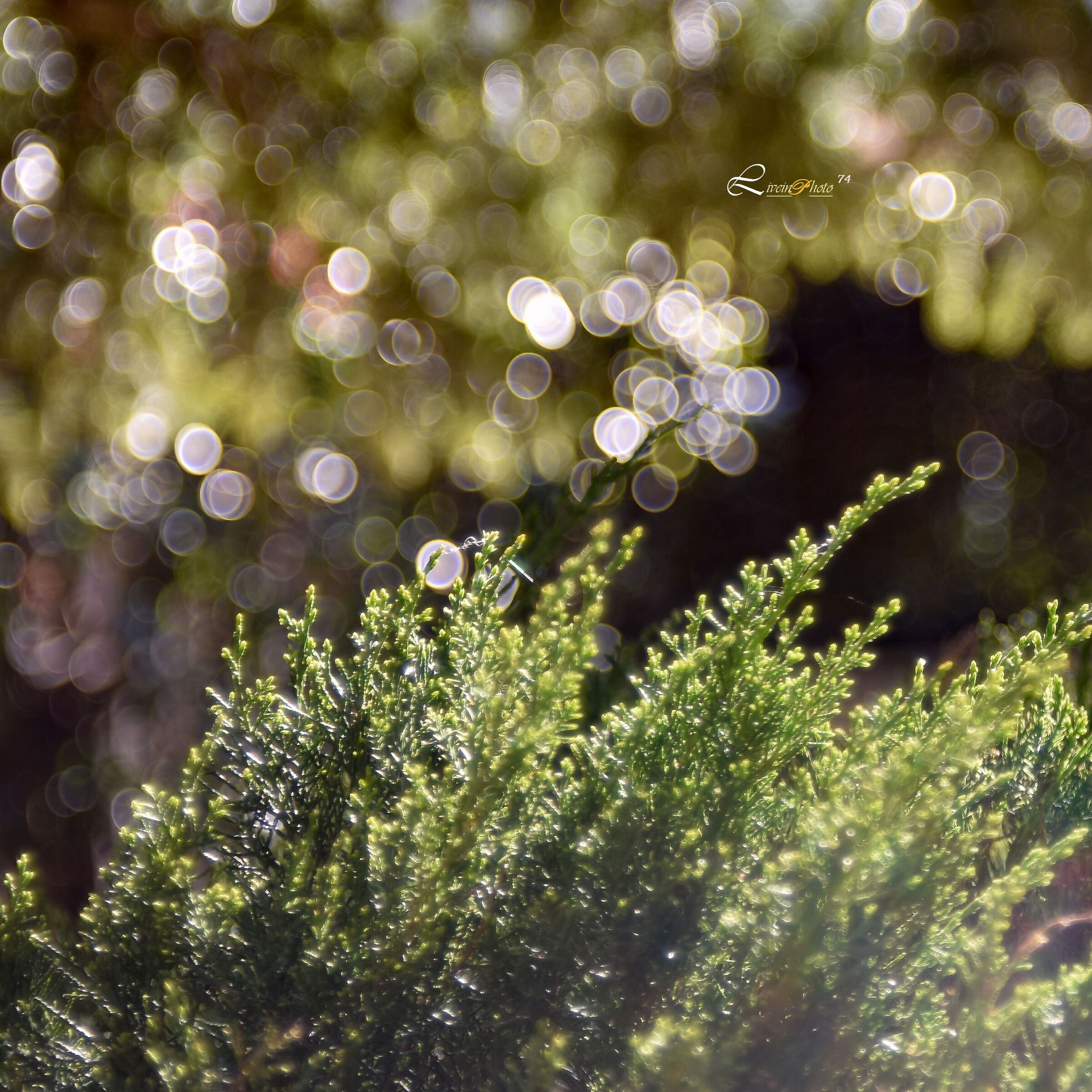 Spring Bokeh