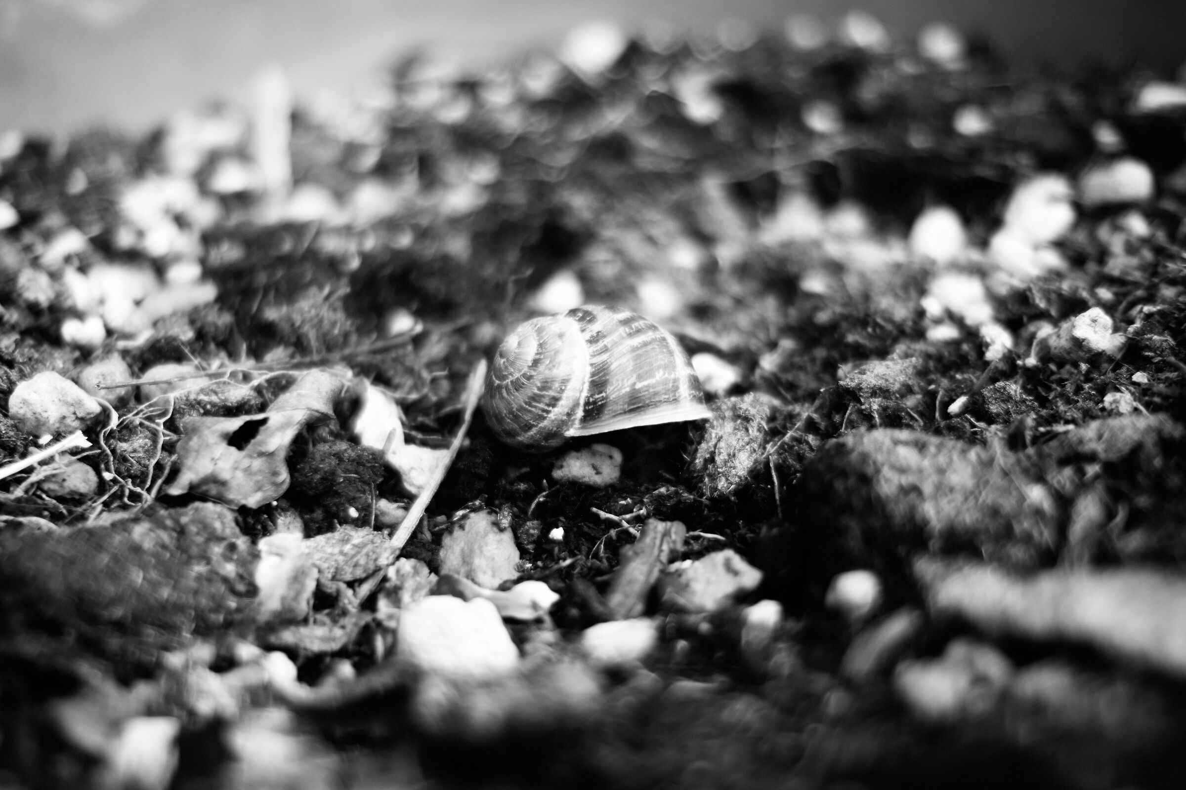 Snail in b/w