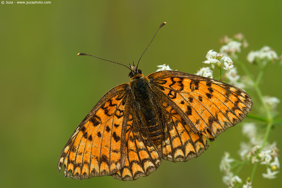 Melitea phoebe, 012210