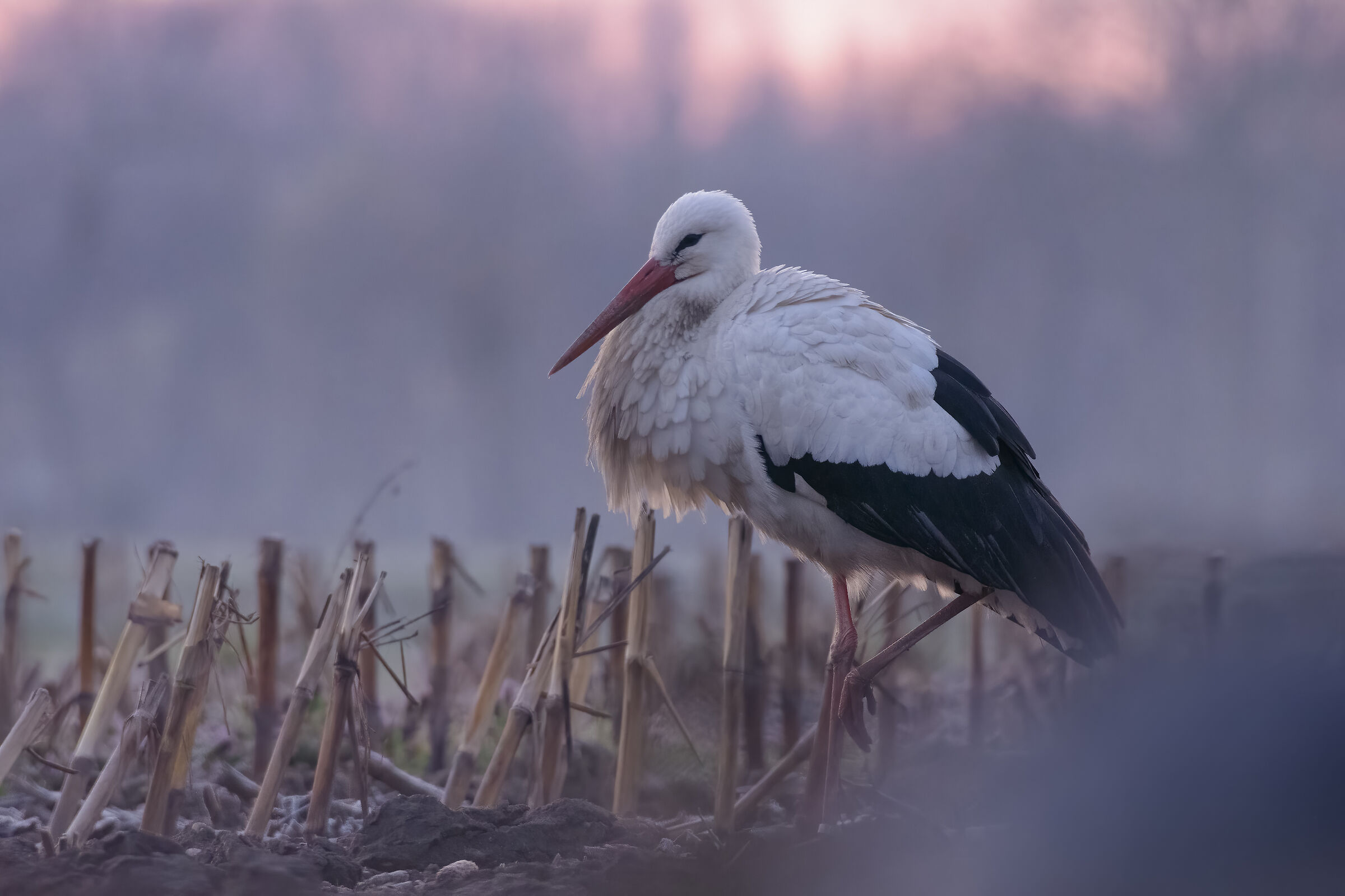 Stork at dawn