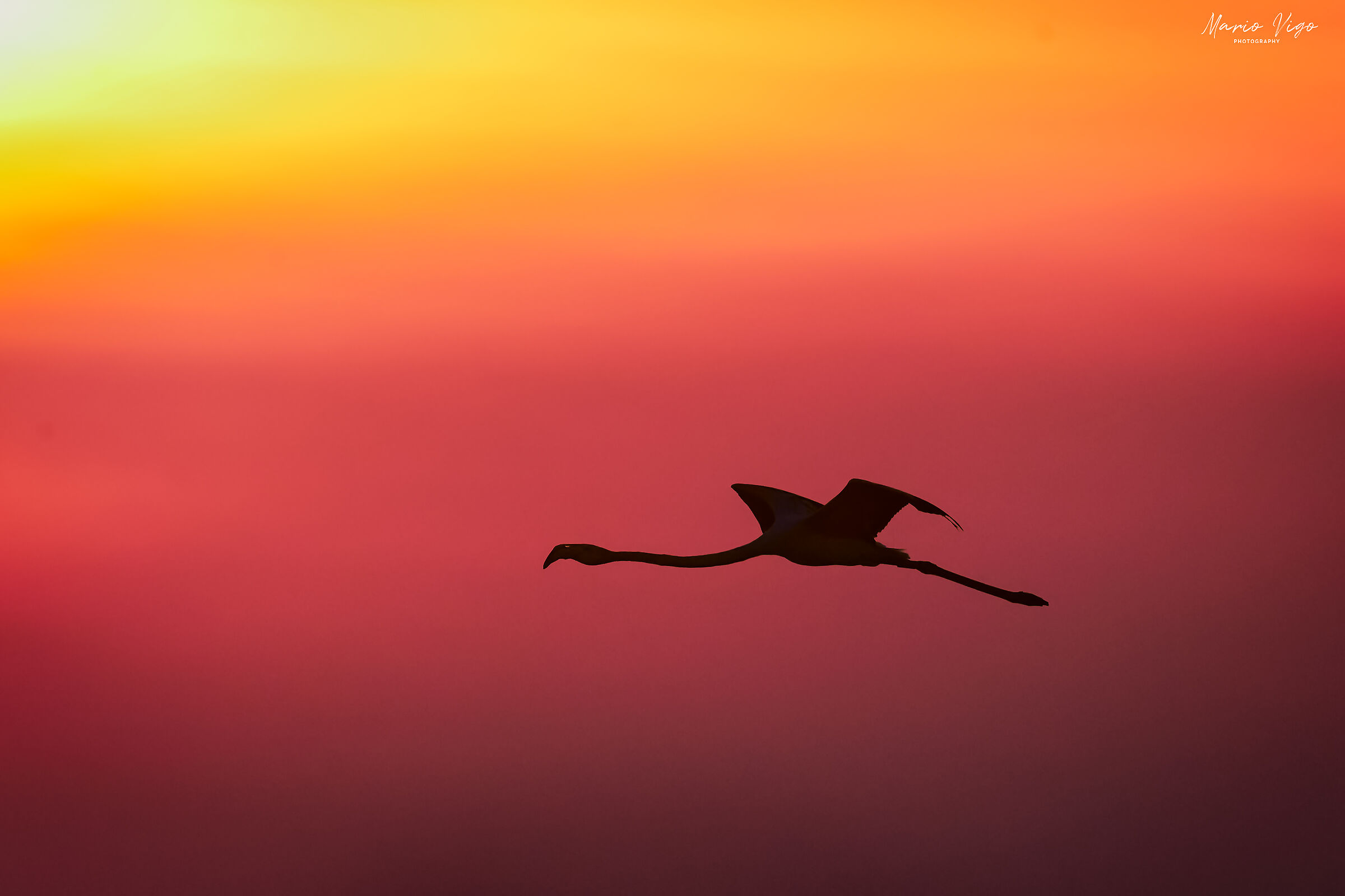 Flying in Sunset