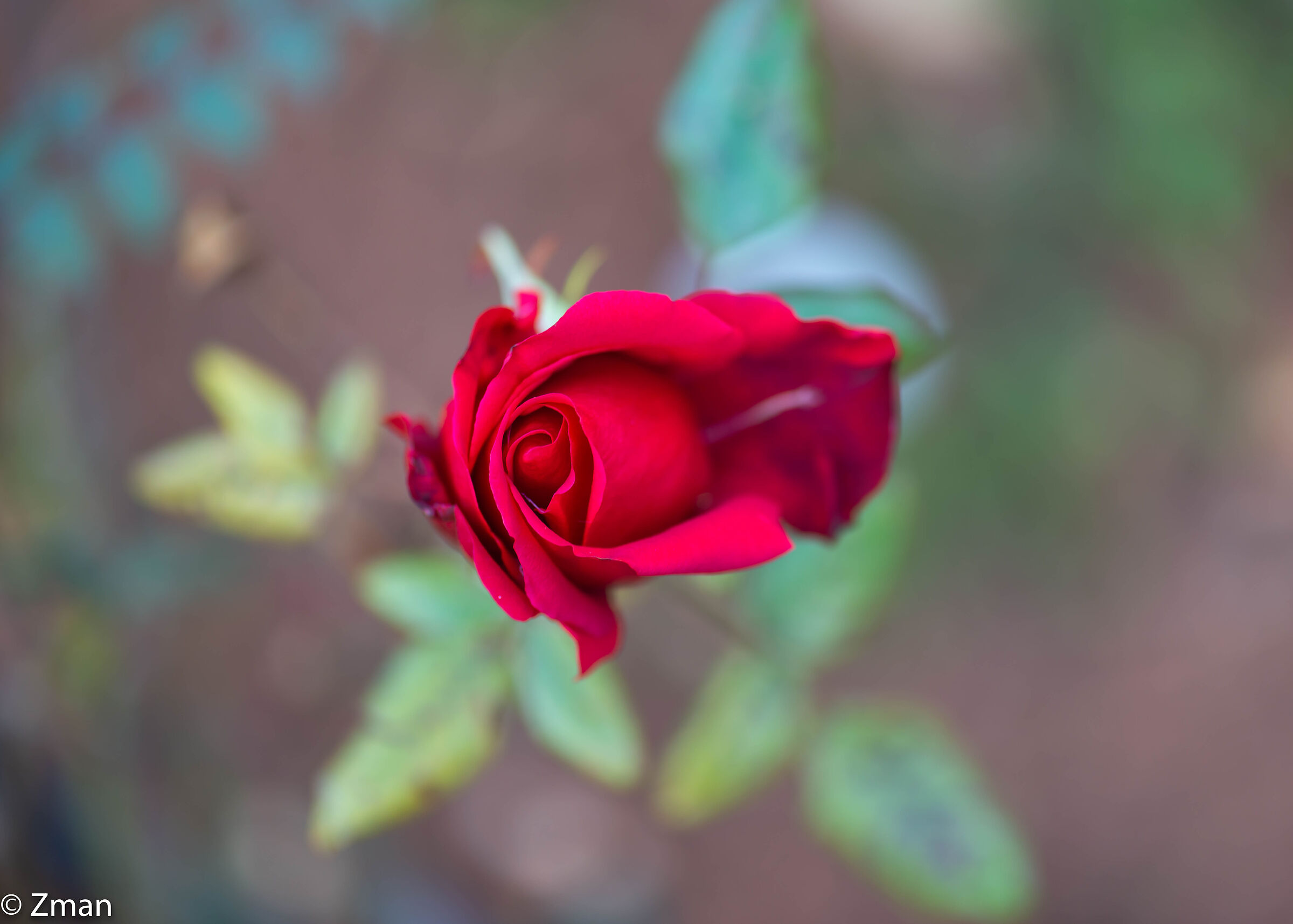 Red Rose