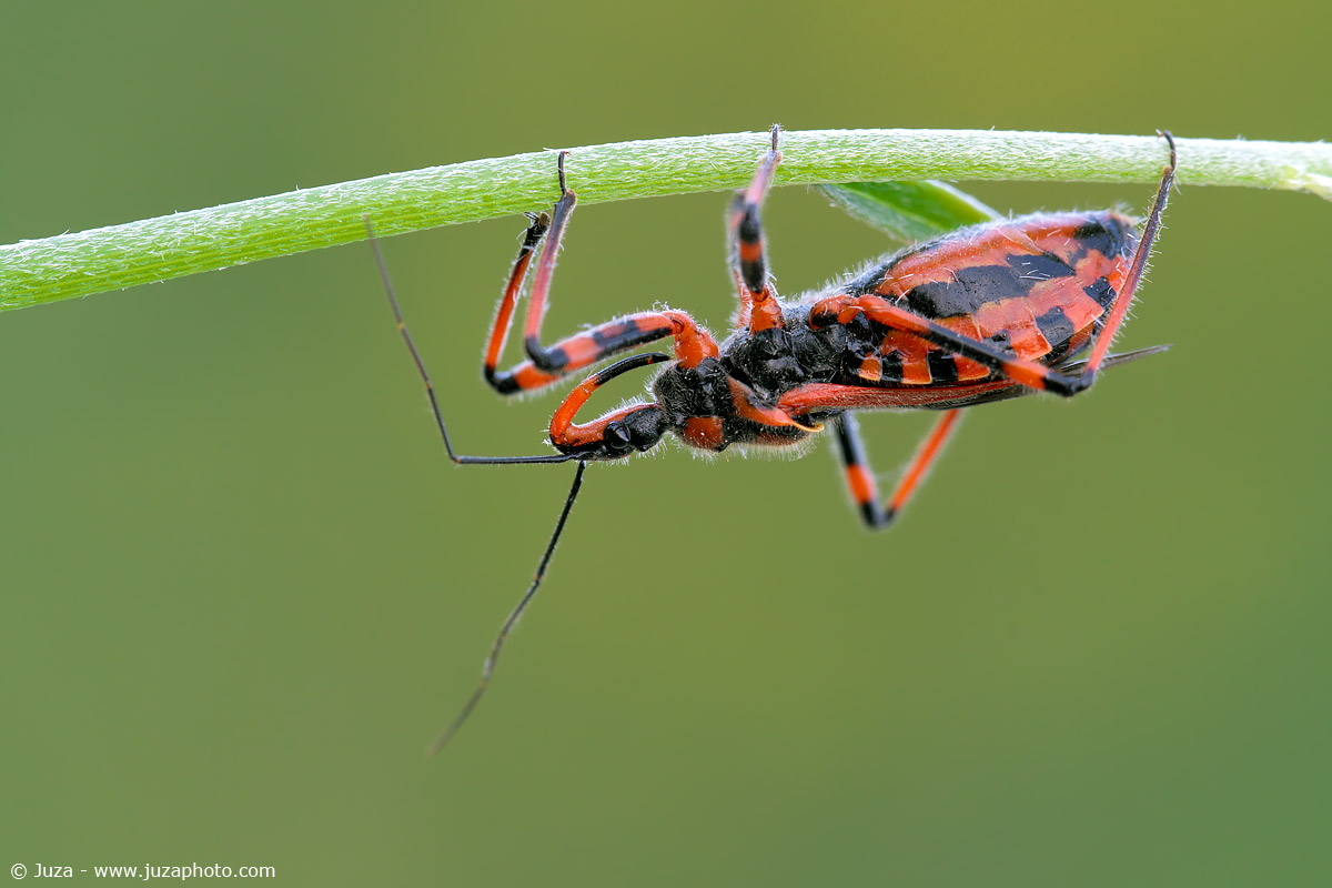 Rhynocoris iracundus, 012848