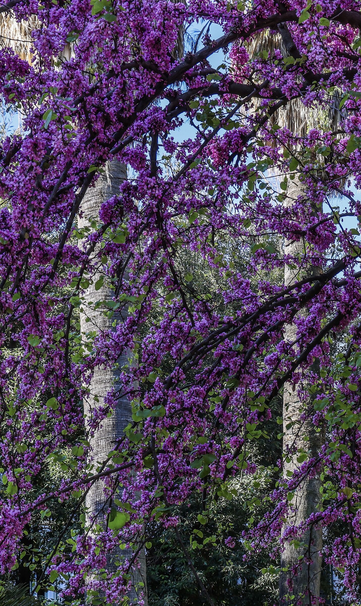 Primavera