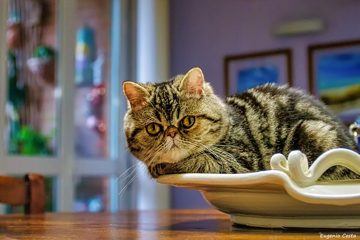 Miu, la mia piccola gattina