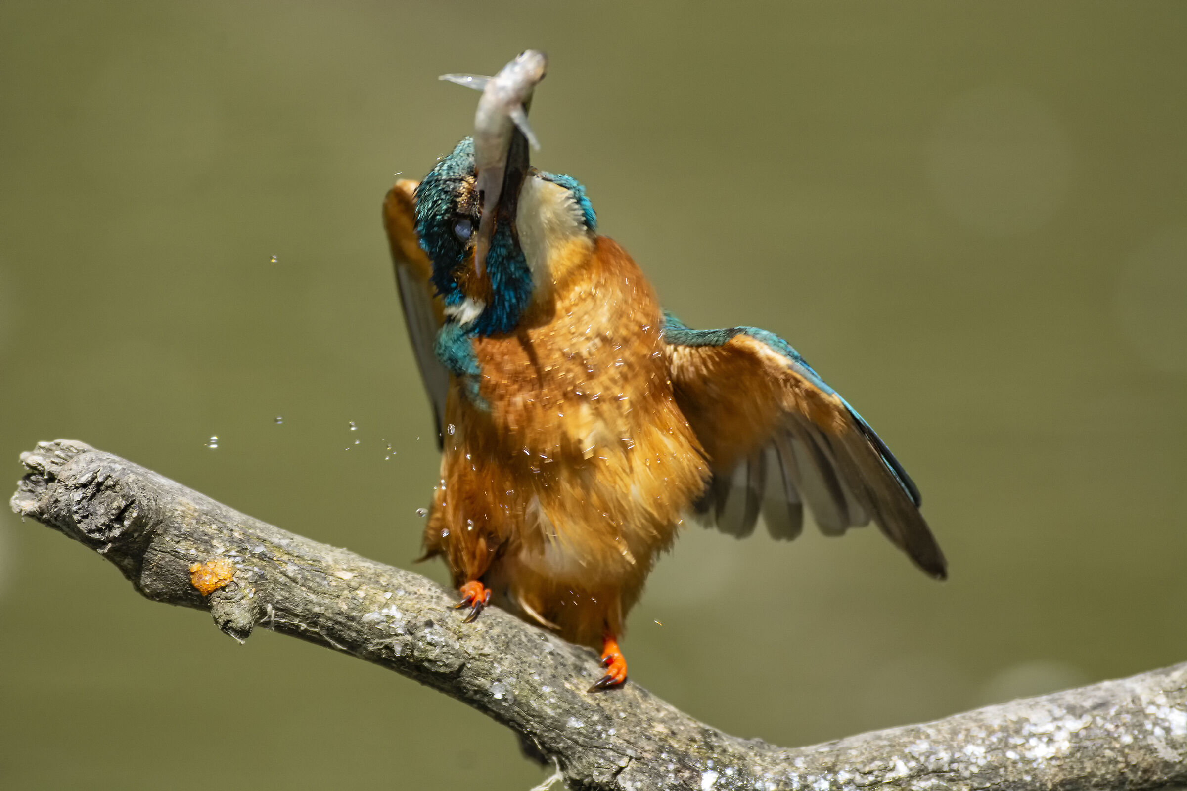 Kingfisher 3