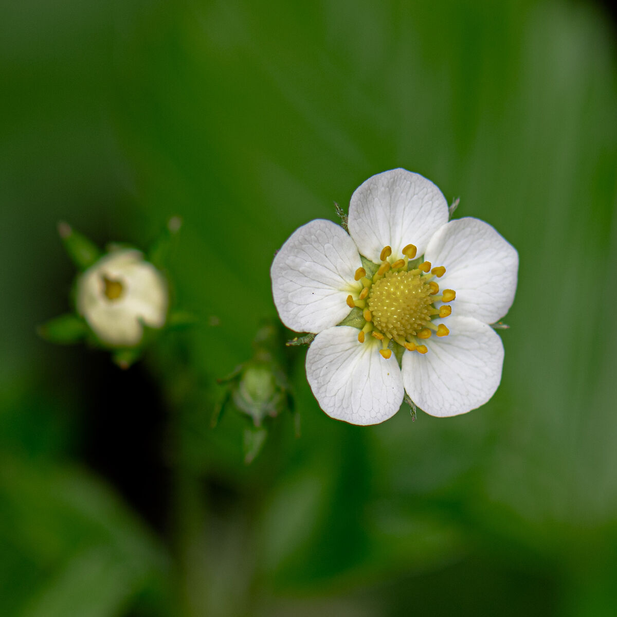 Strawberry flower