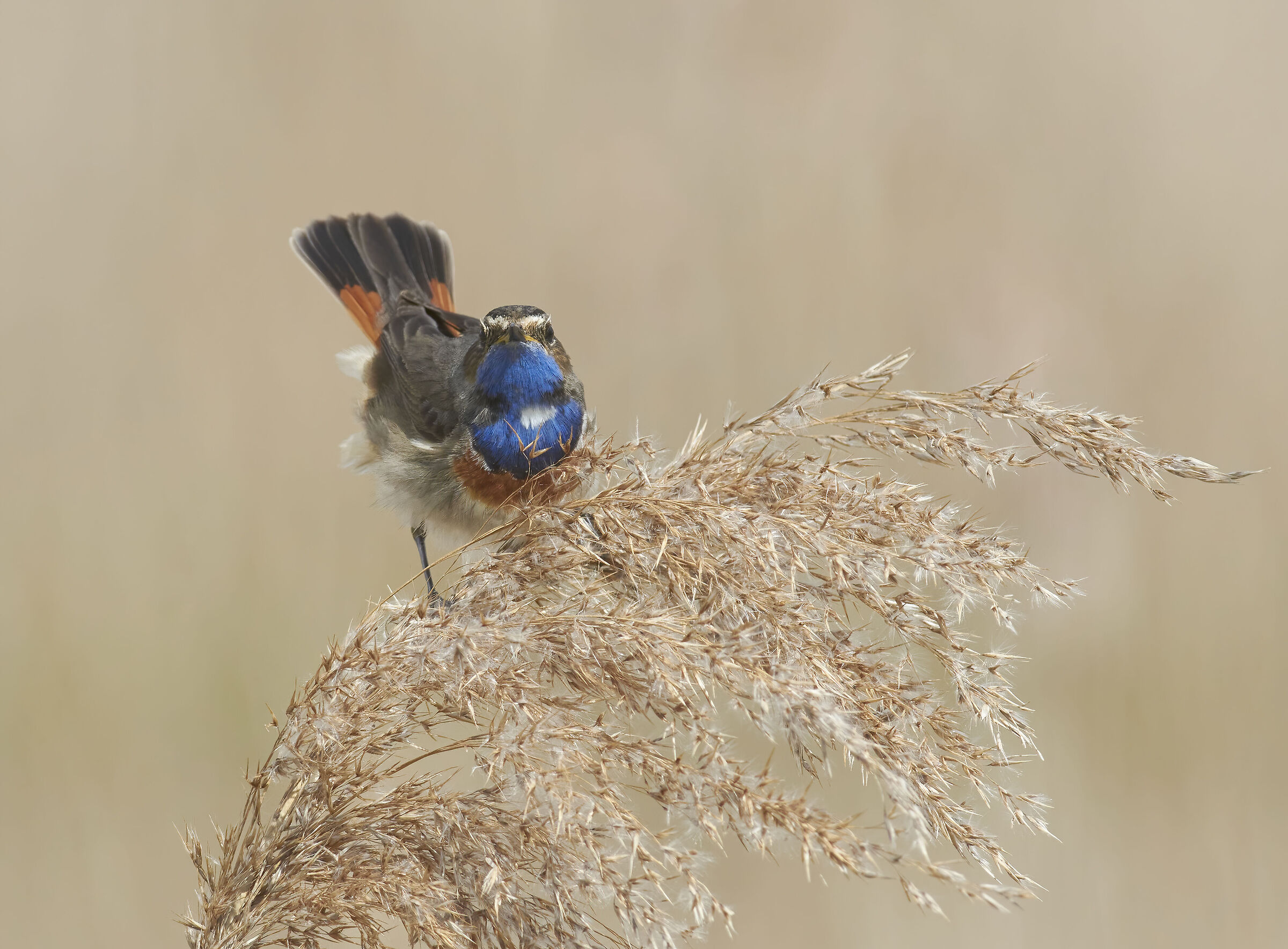 Bearded Reedling "Stai parlando con me?"