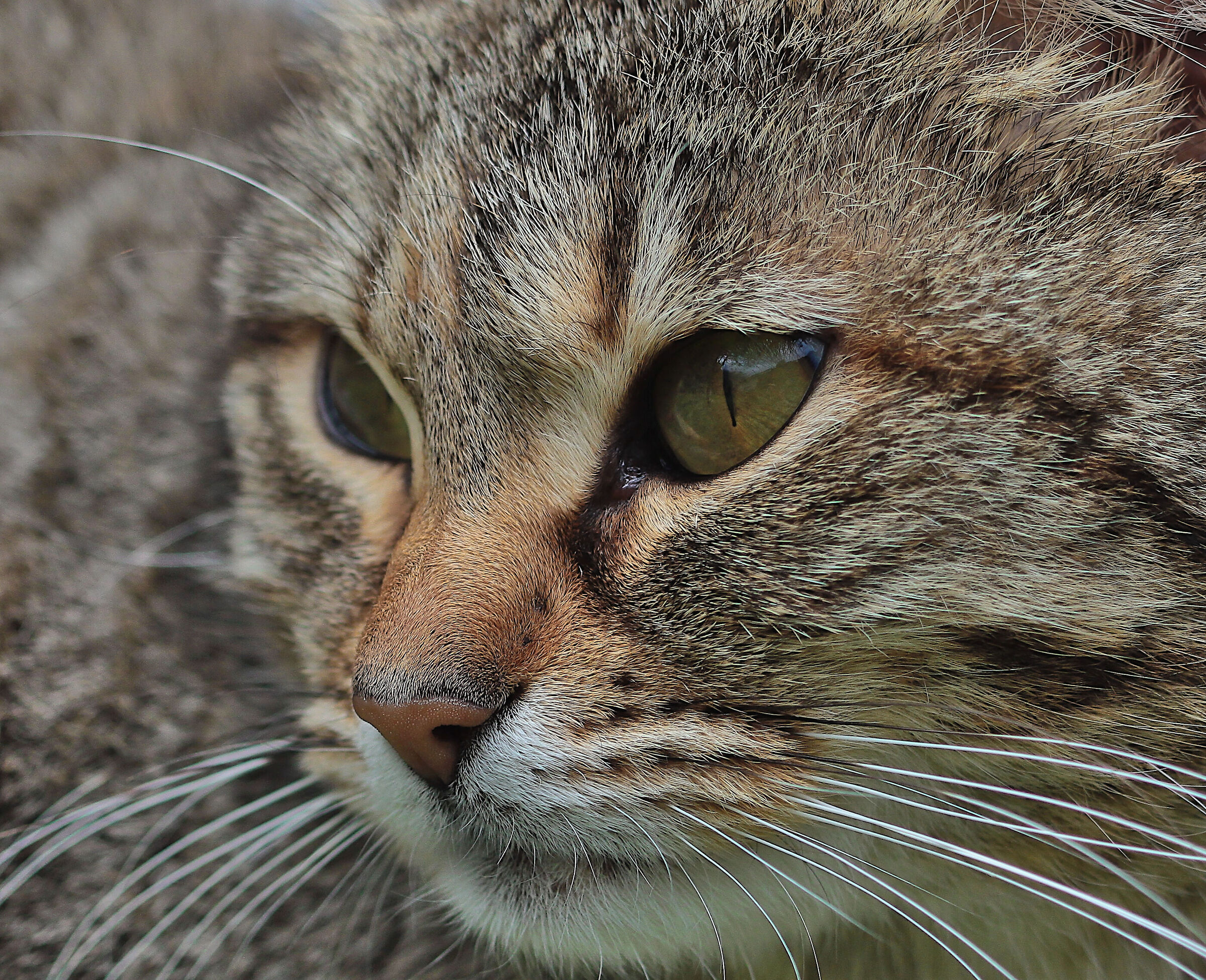 Storm 4/2019 - 6/2022