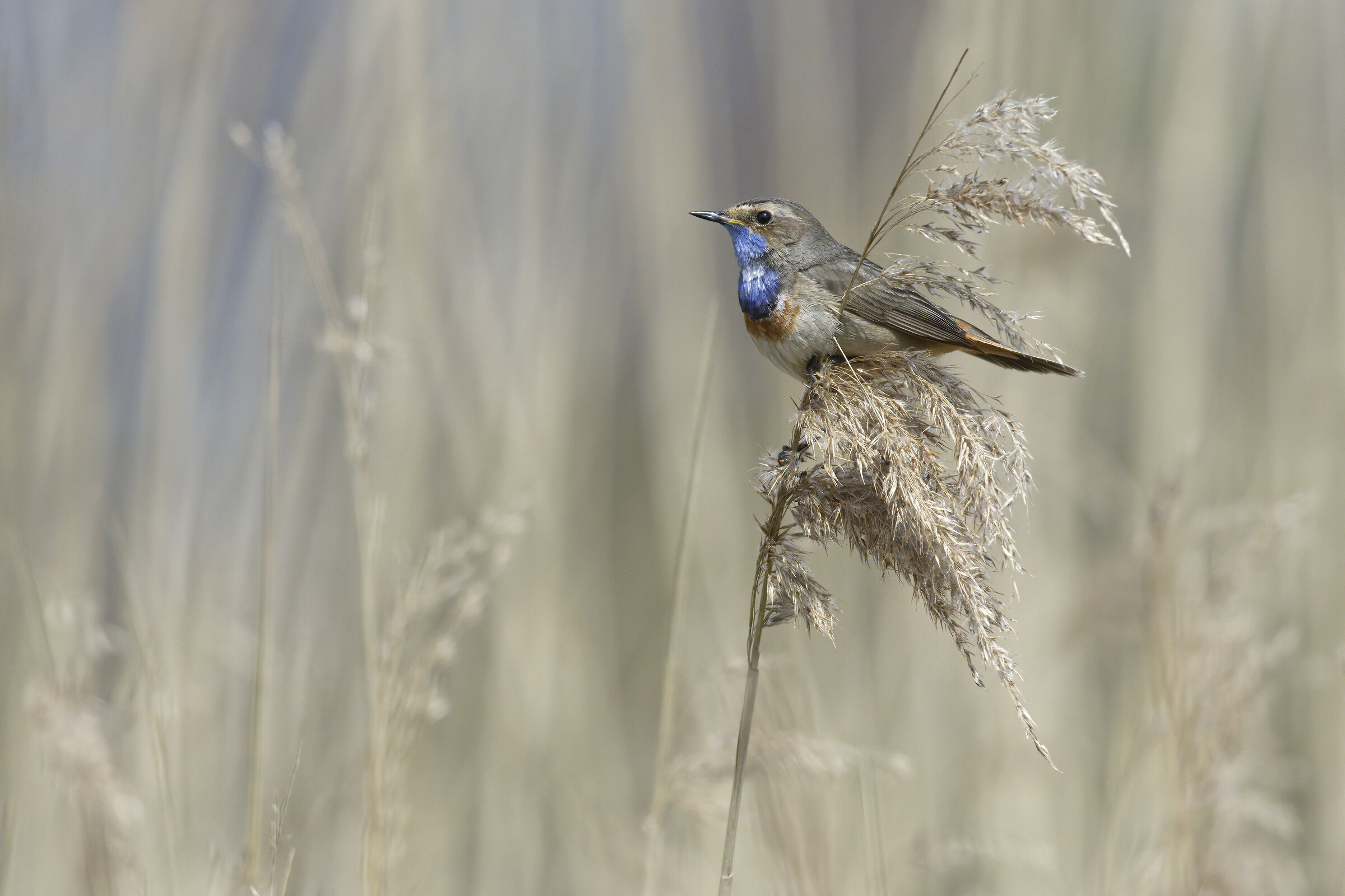 Reedling barbuto con alcune nuvole davanti al sole