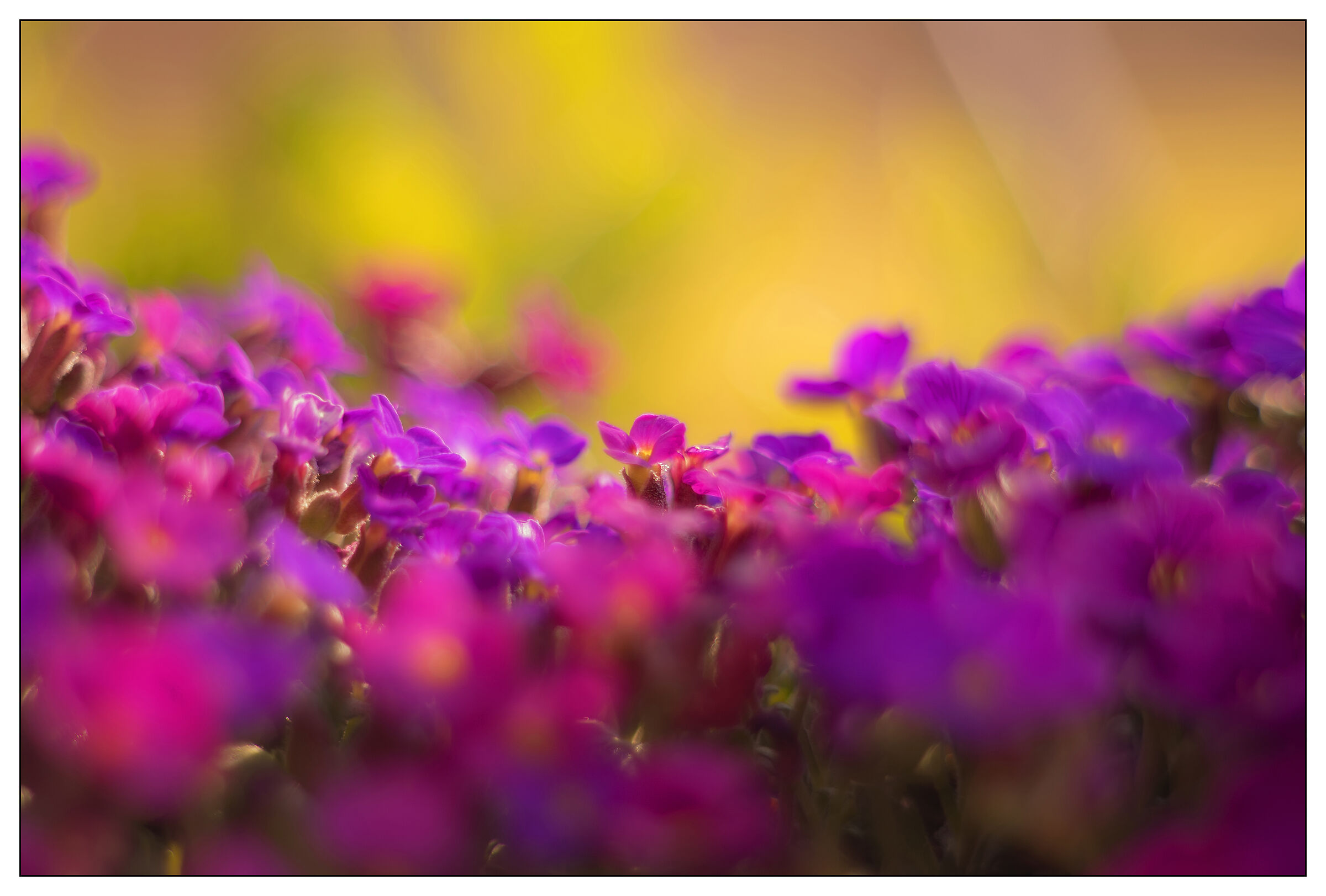 Primavera Impressioni