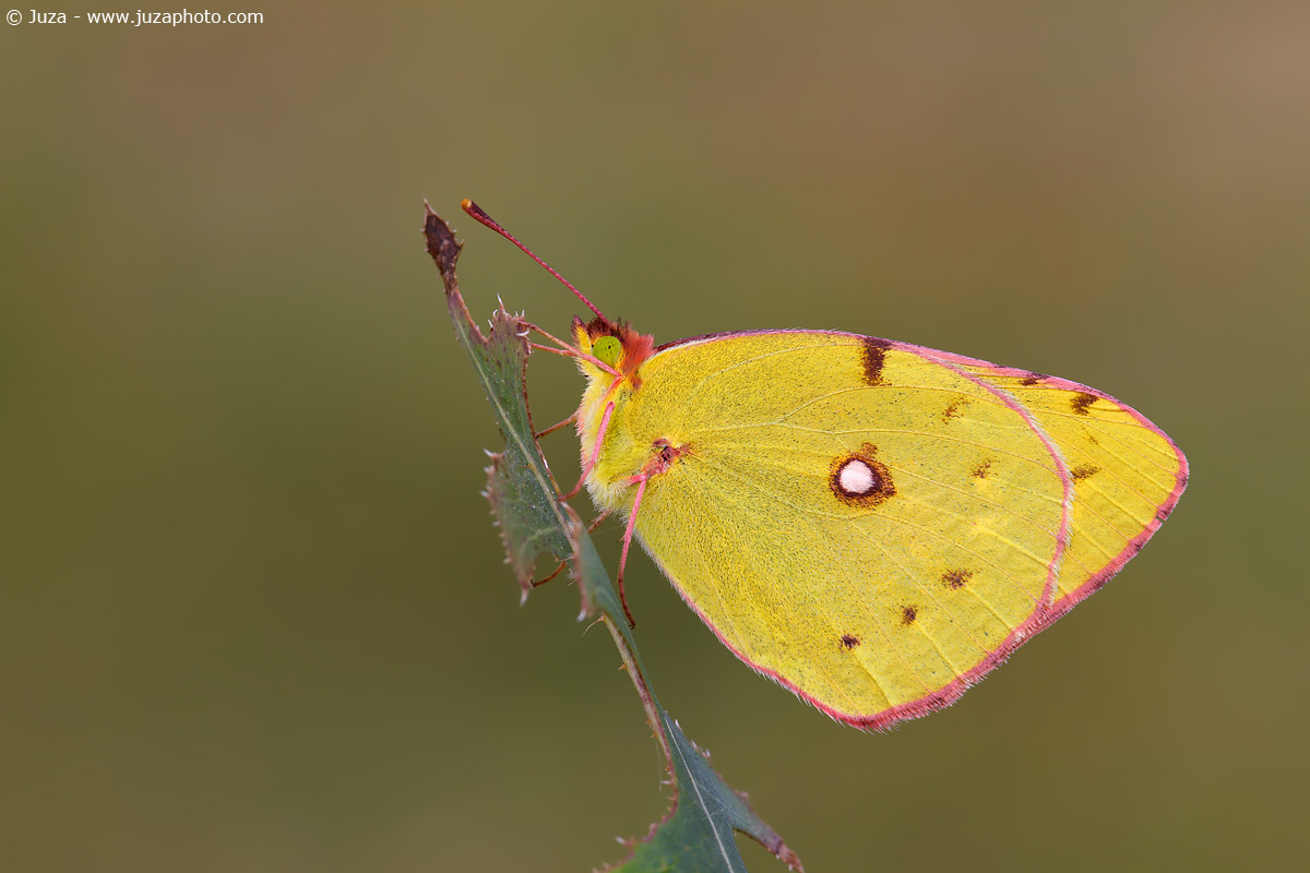 Colias alfacariensis, 013190