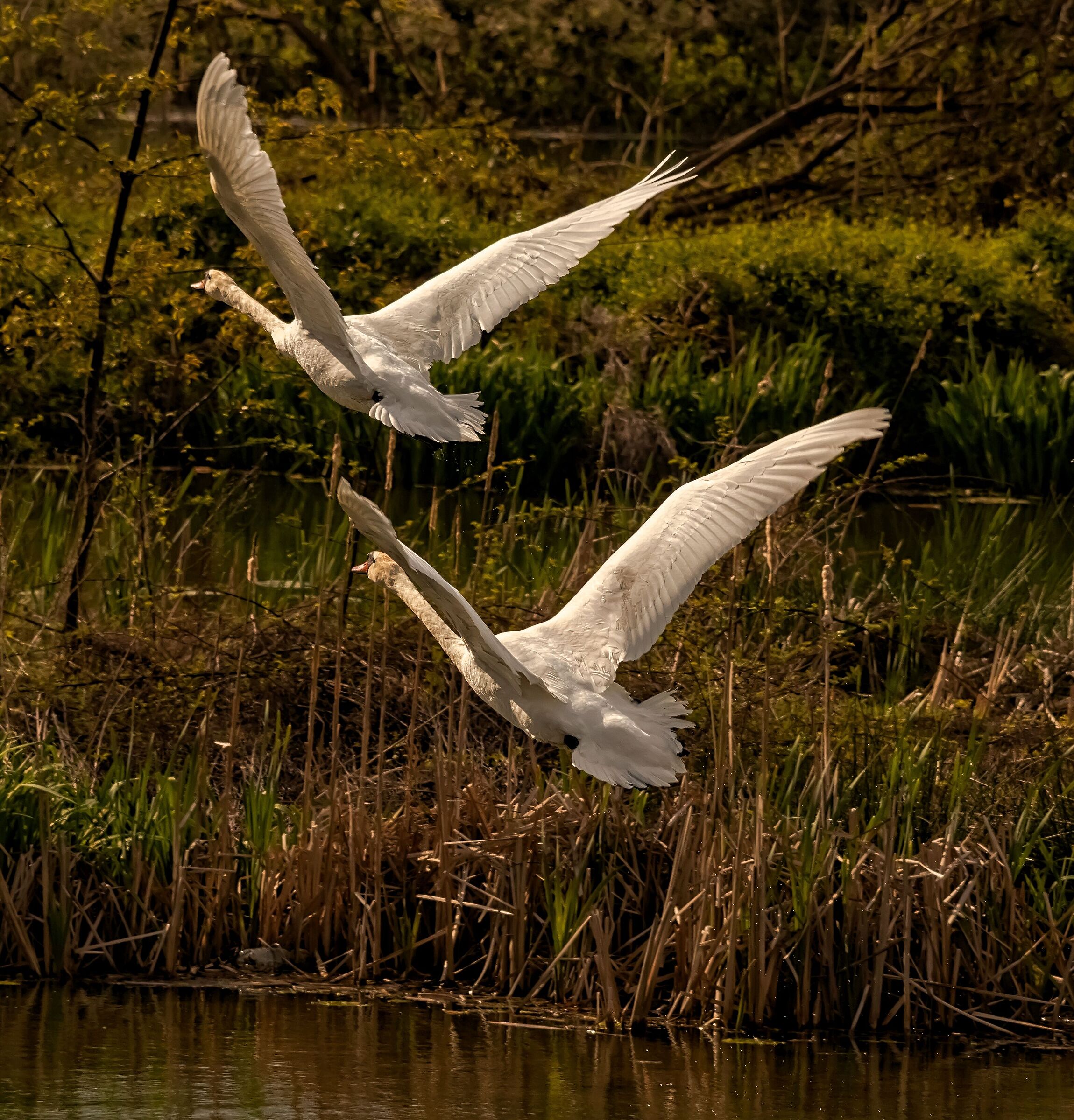 Royal Swans in flight Oasis Lipu 15/04/2021