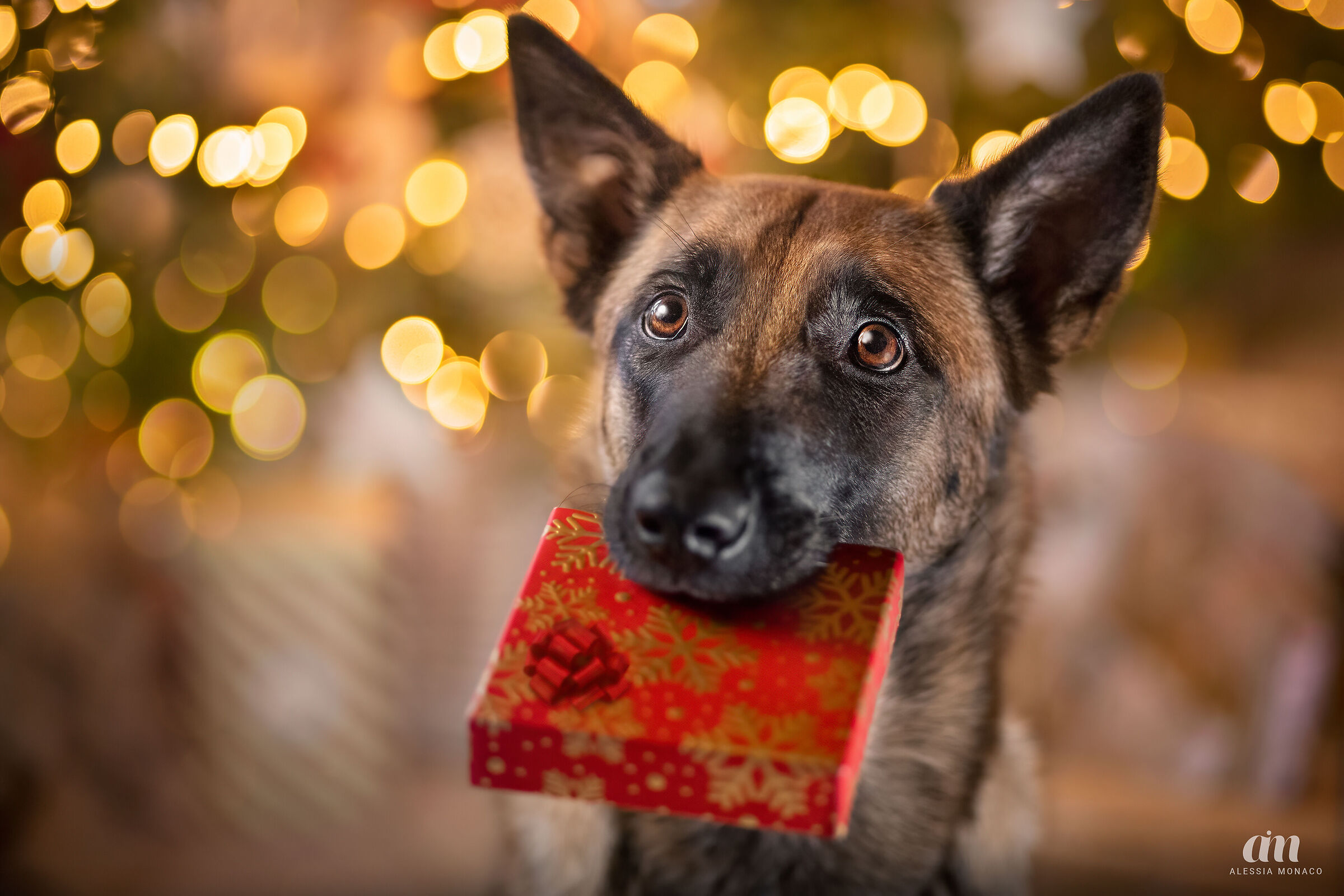 Malinois Christmas memories