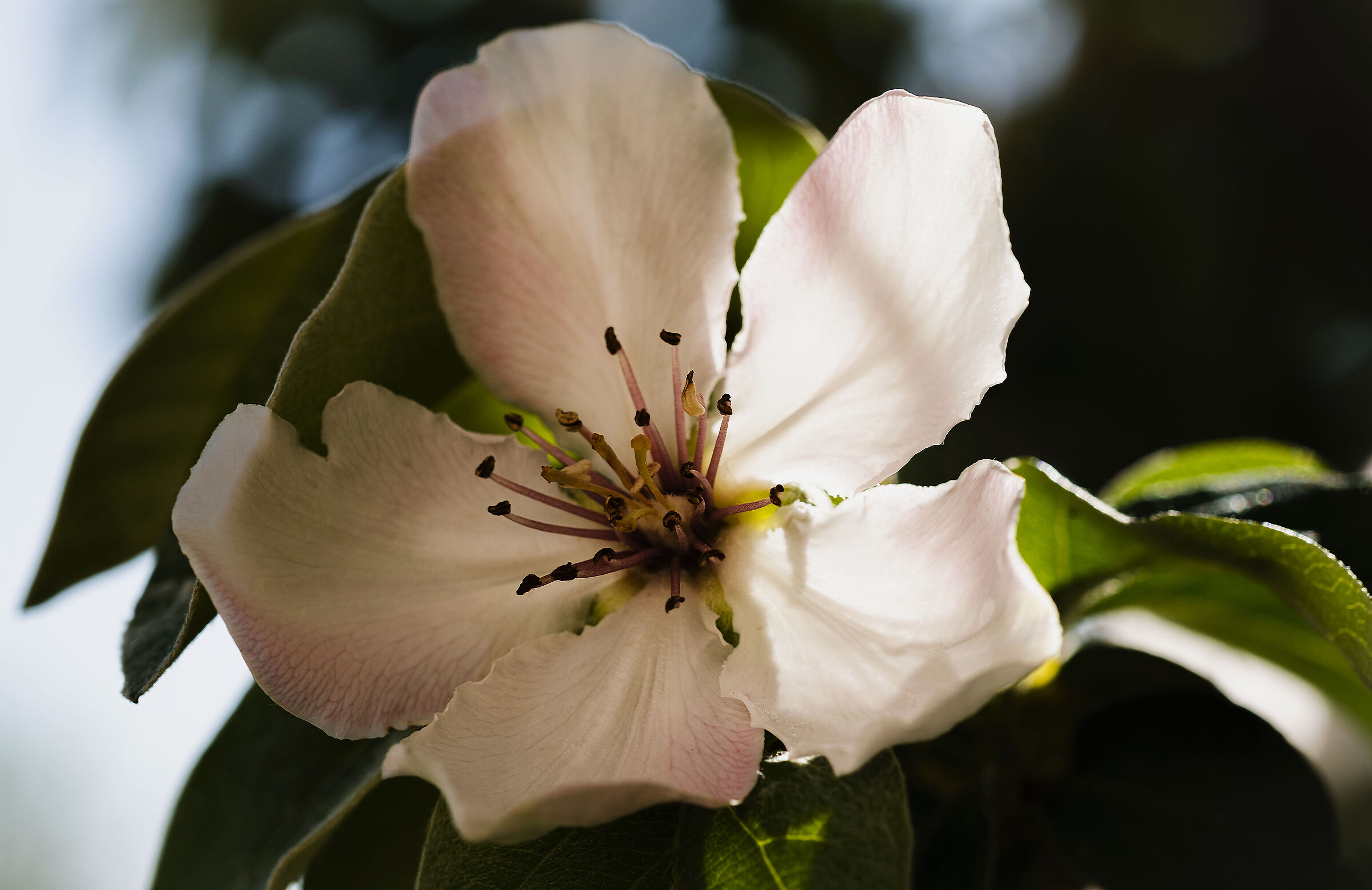Fiore di melo cotogno