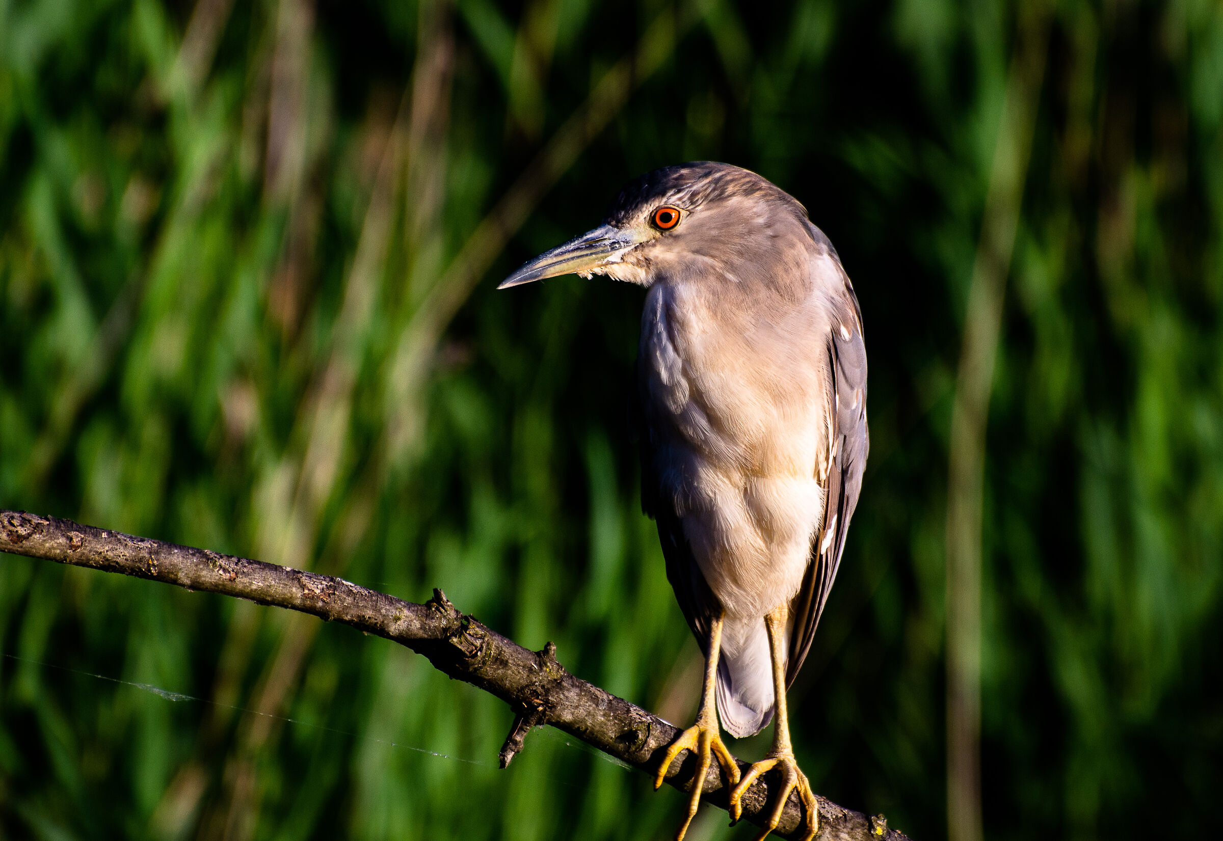 NITTICORA MUNICIPALITY