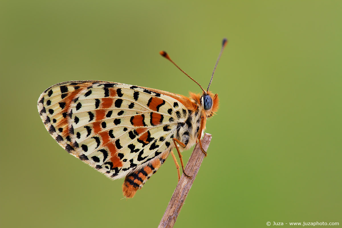Melitea didyma, 013191