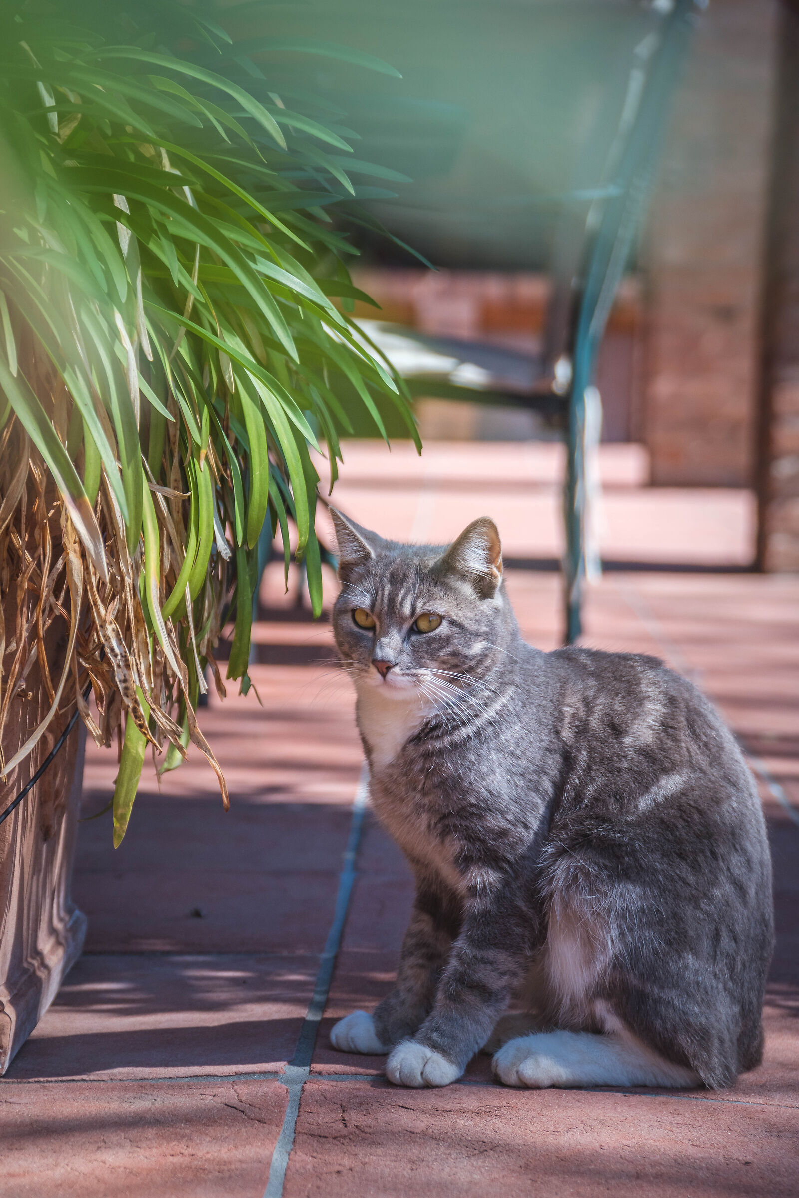 Voglio le crocchette.