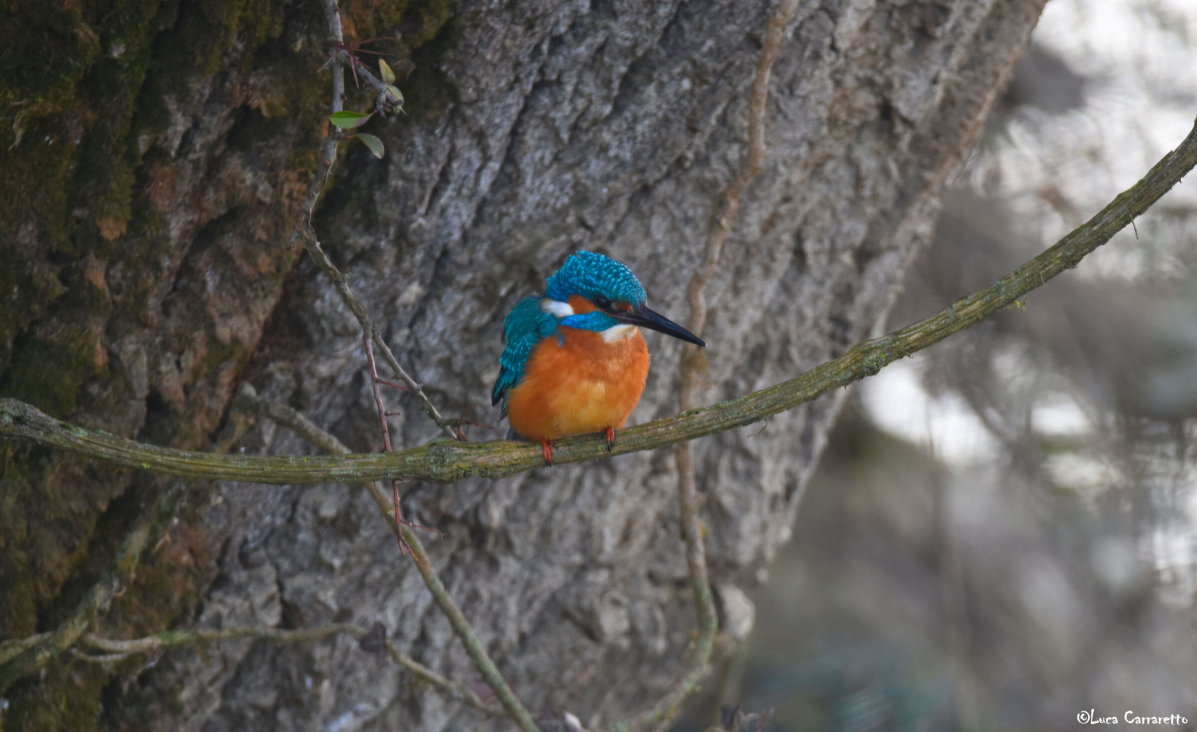 Martin pescatore Europeo (Alcedo atthis)